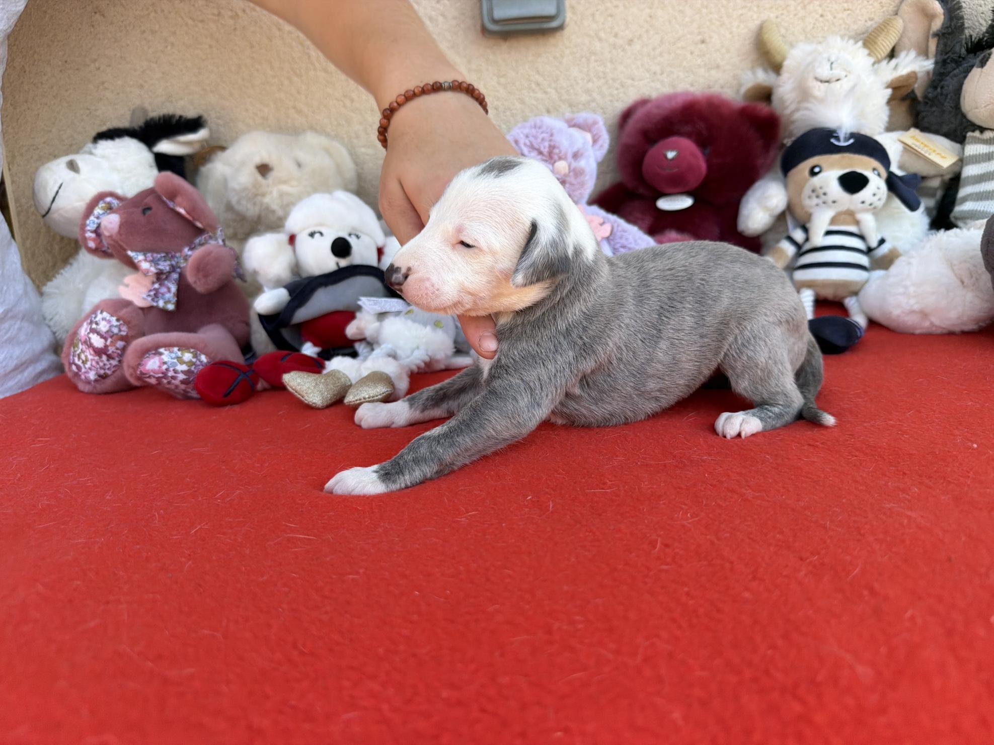 chiot disponible
