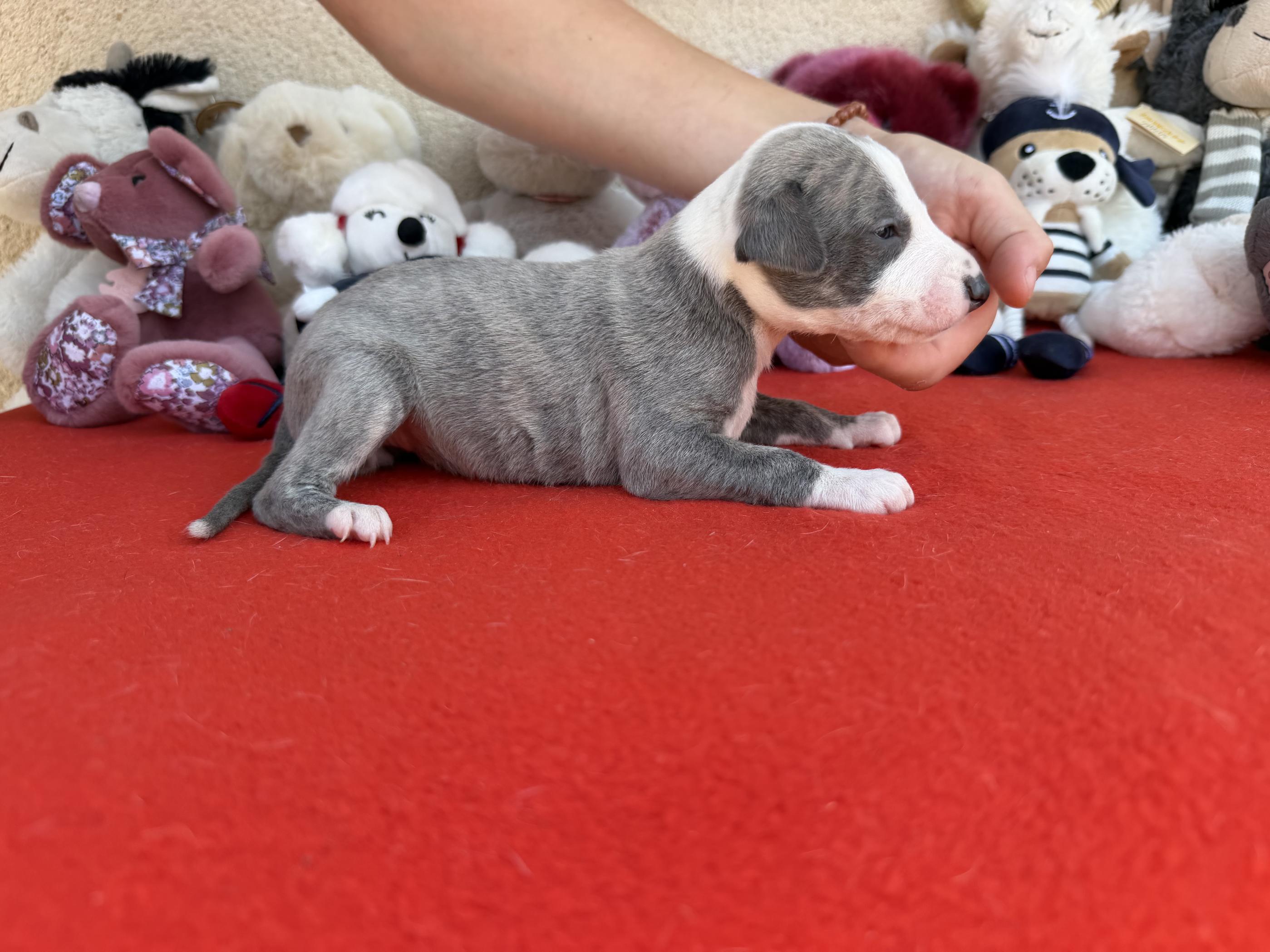 chiot disponible