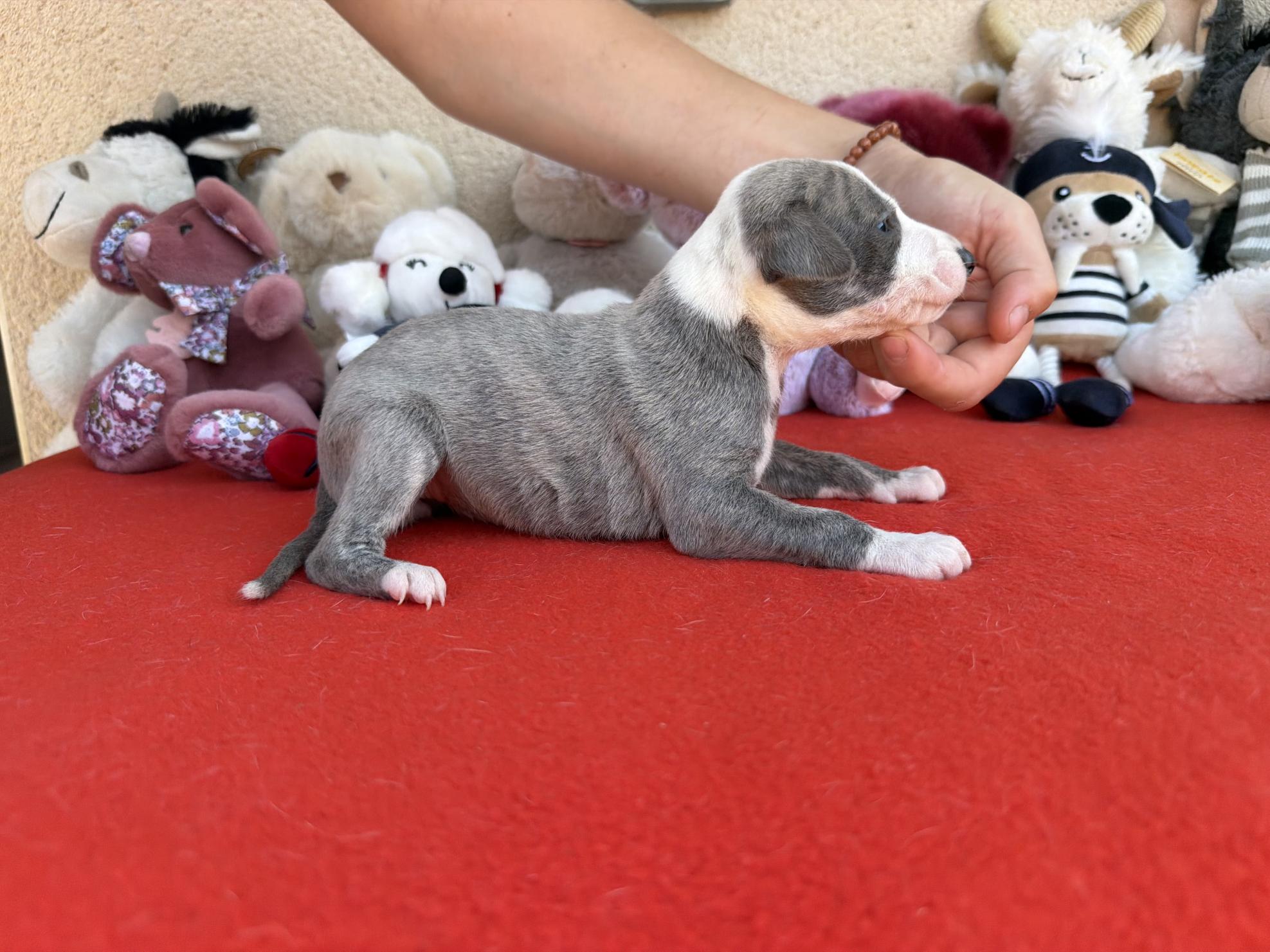 chiot disponible