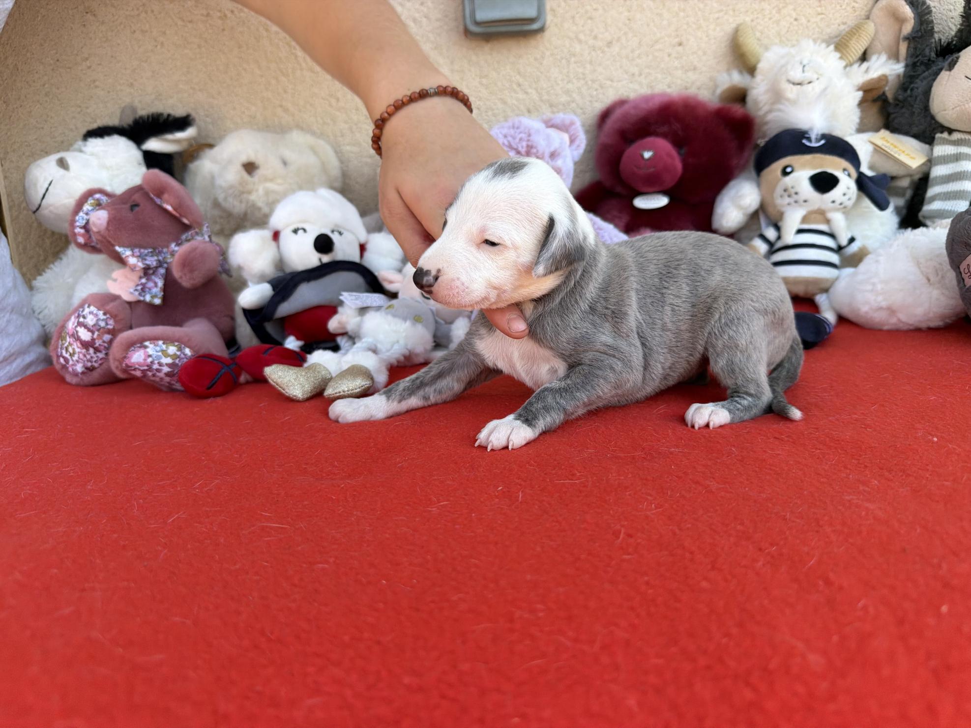 chiot disponible