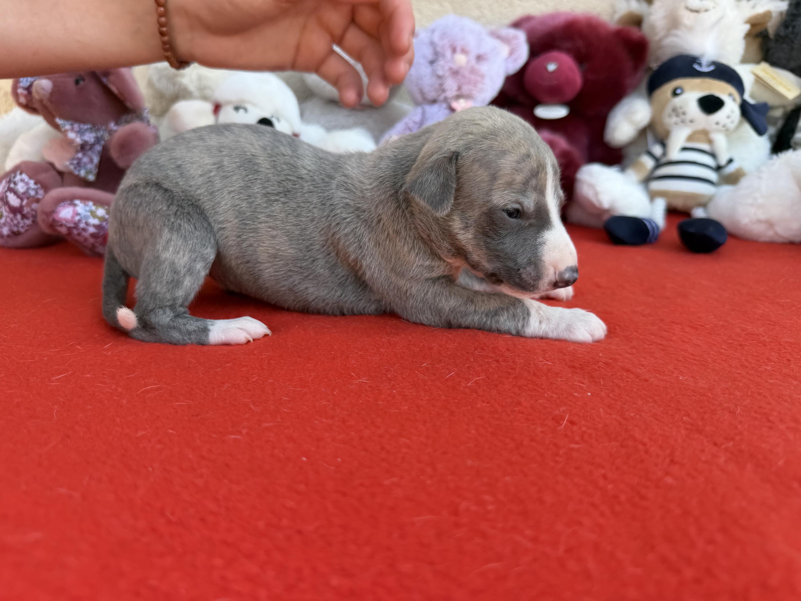 chiot disponible