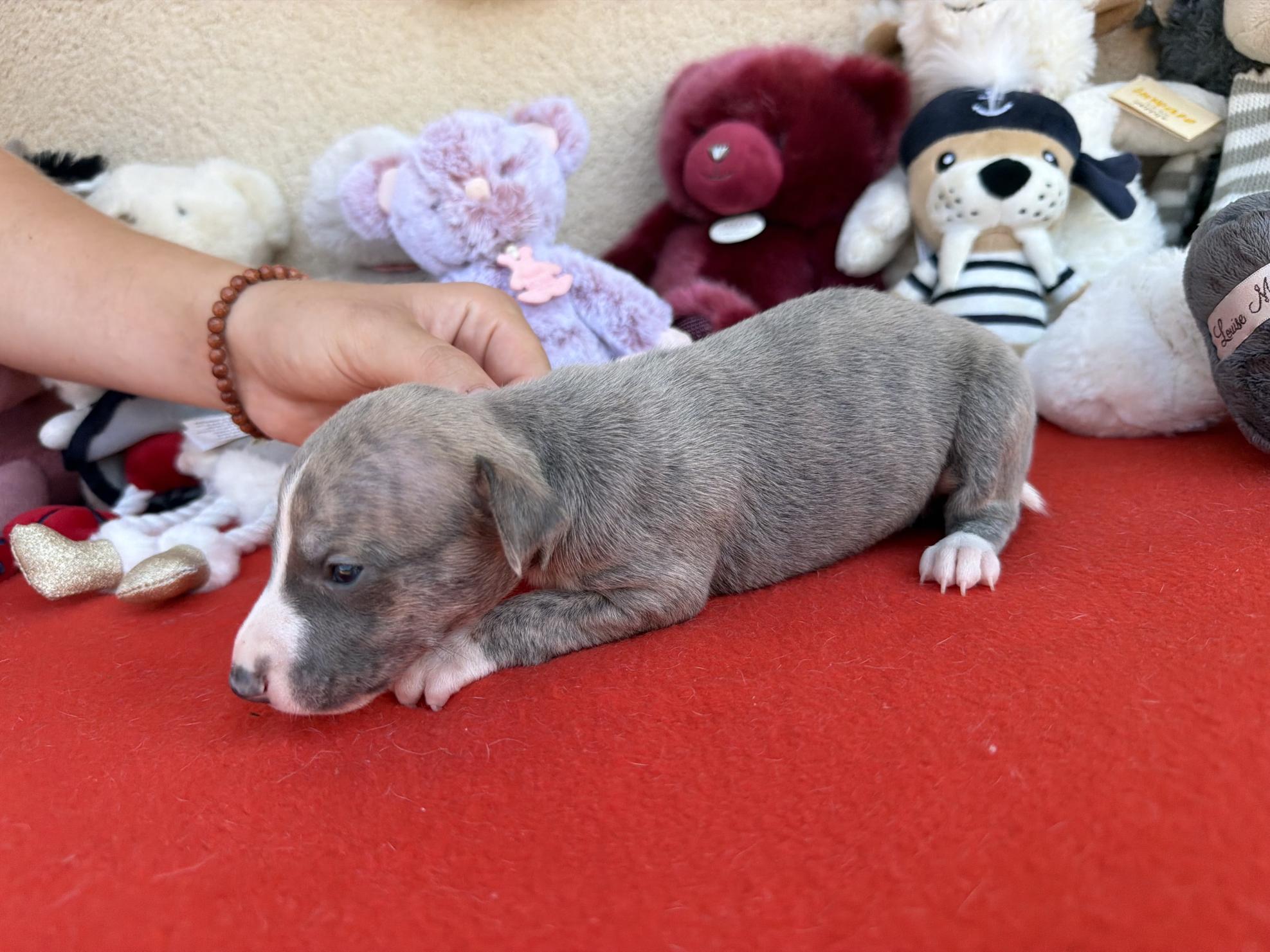 chiot disponible