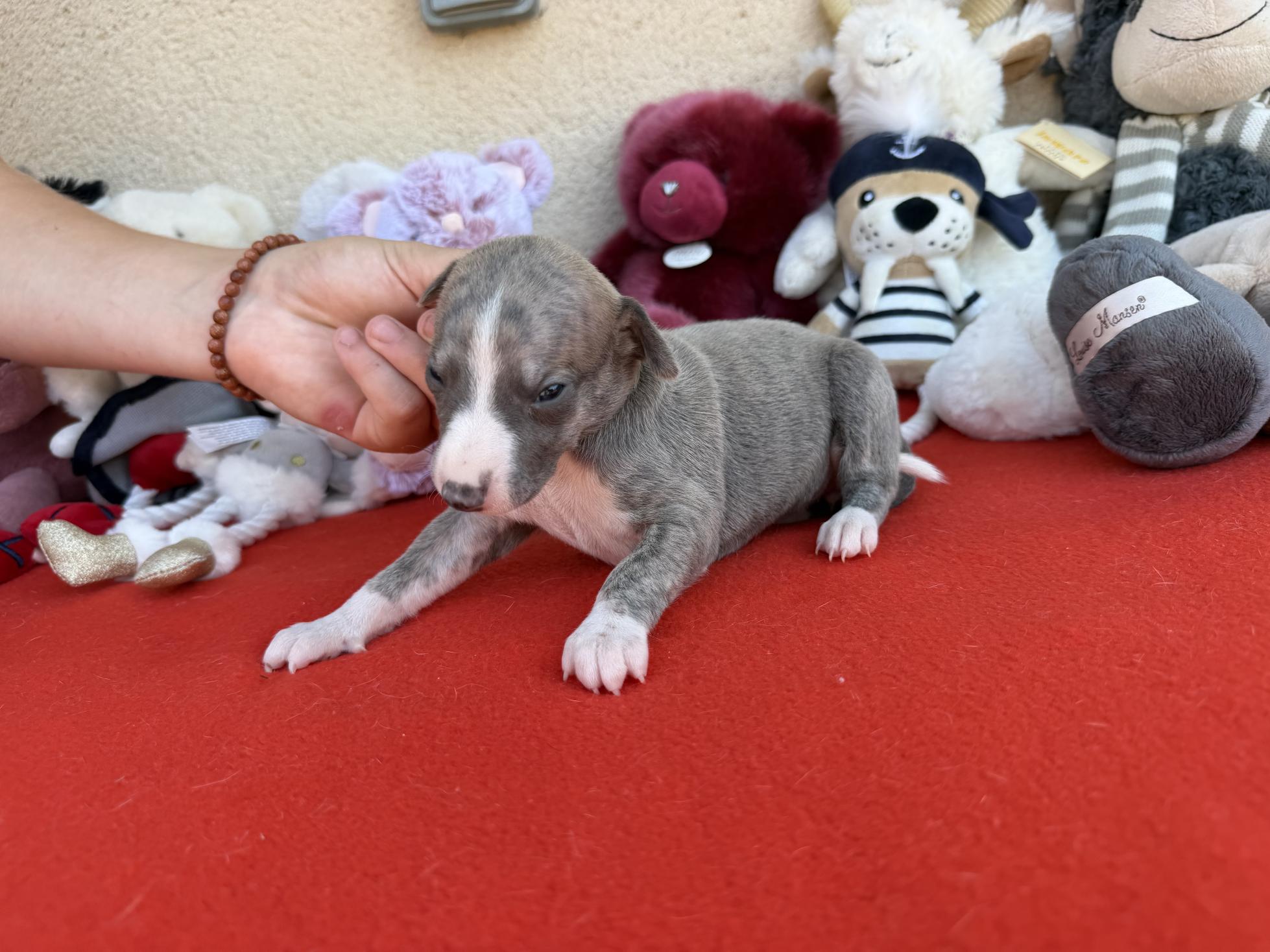 chiot disponible