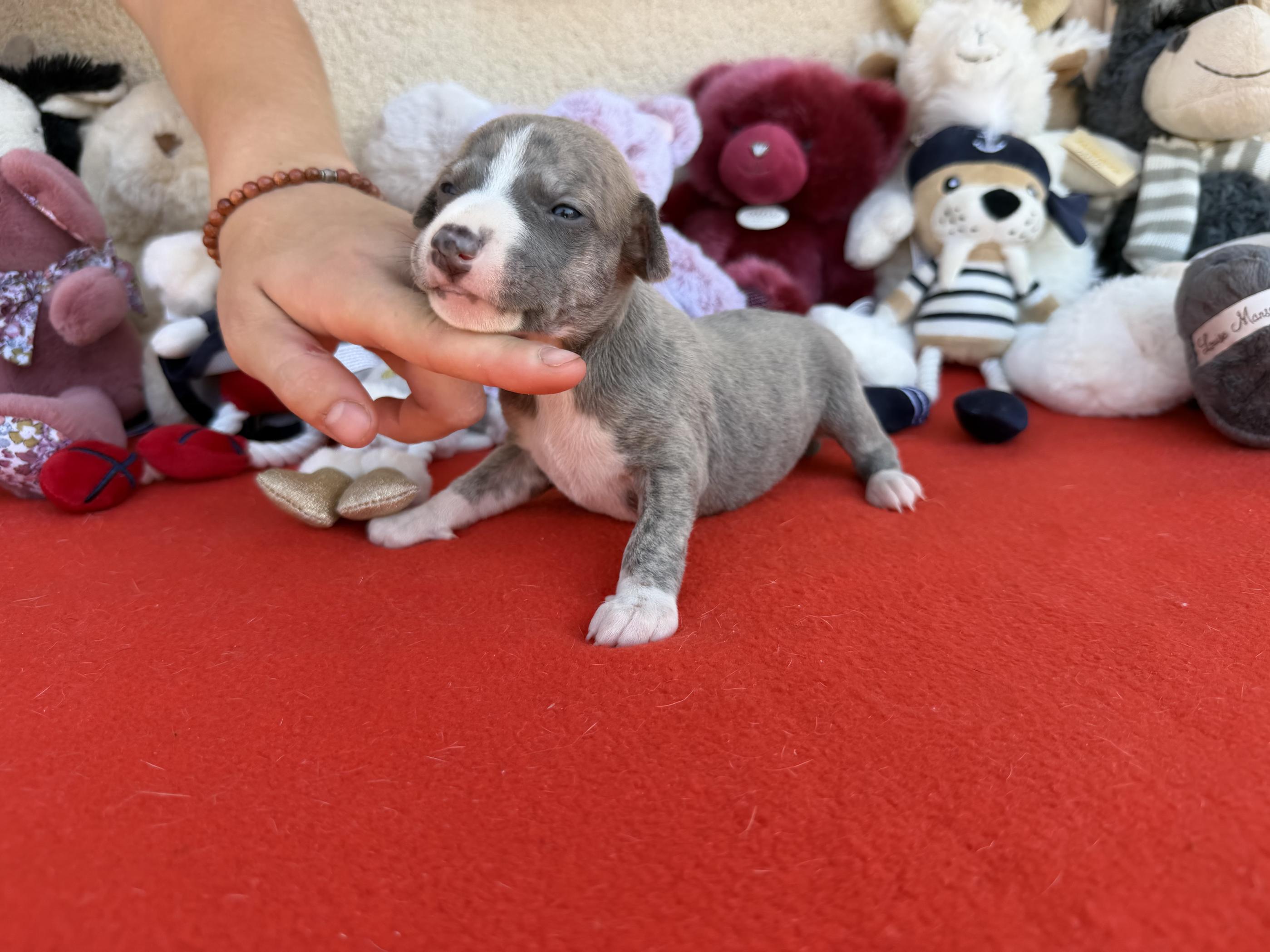 chiot disponible