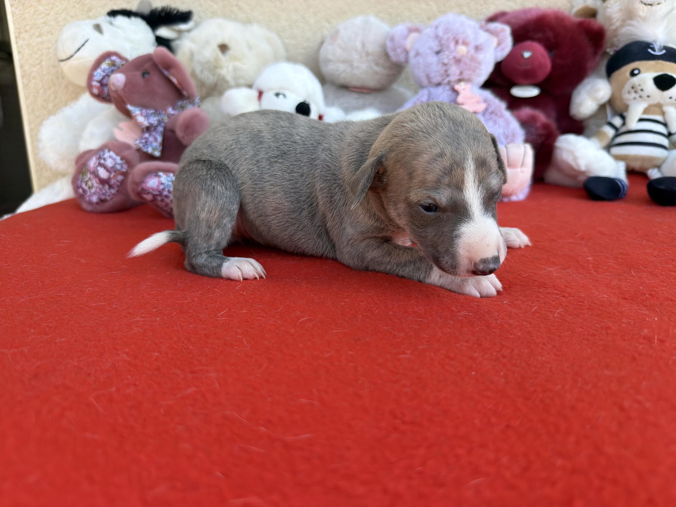 chiot disponible