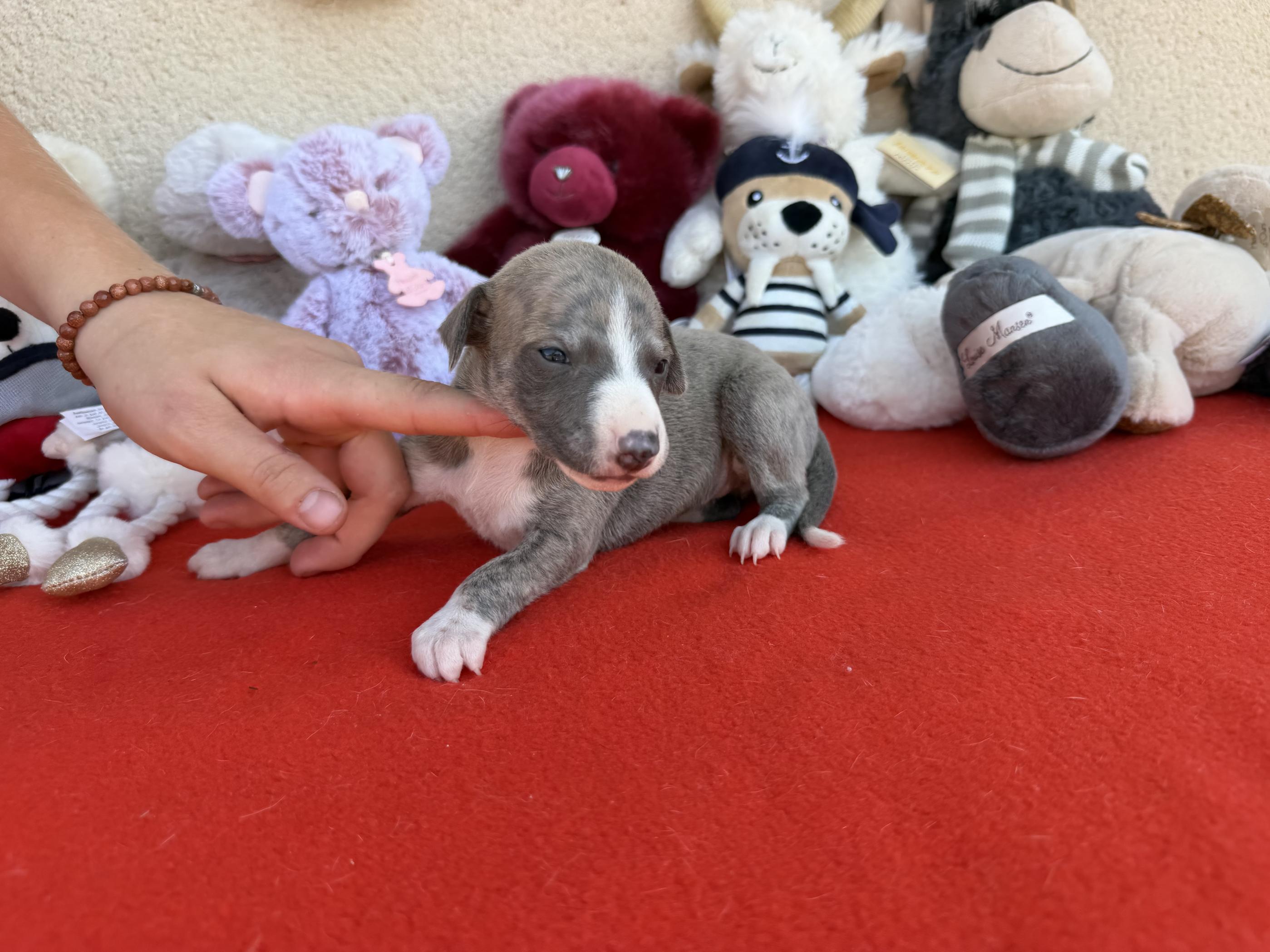 chiot disponible