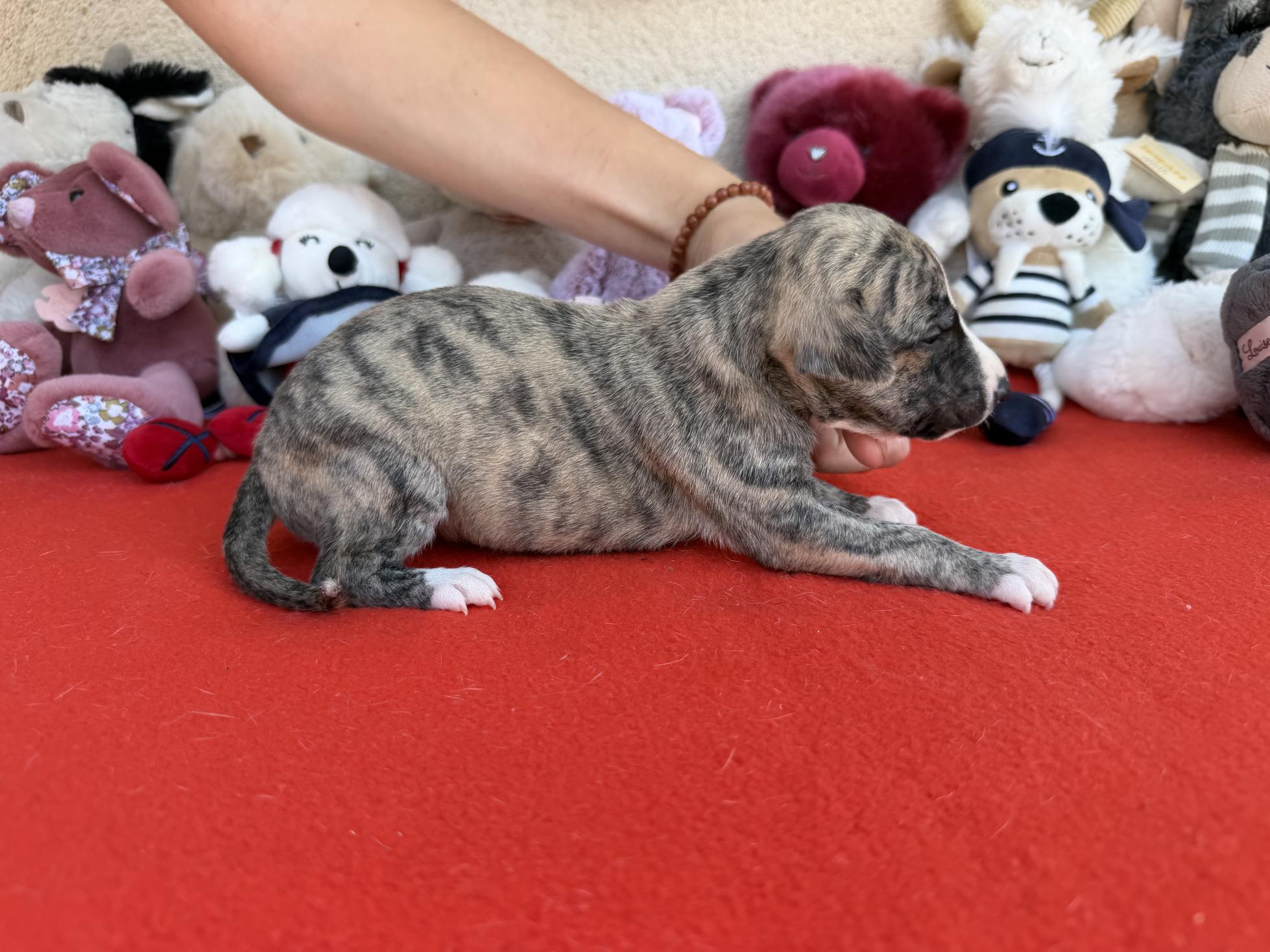 chiot disponible