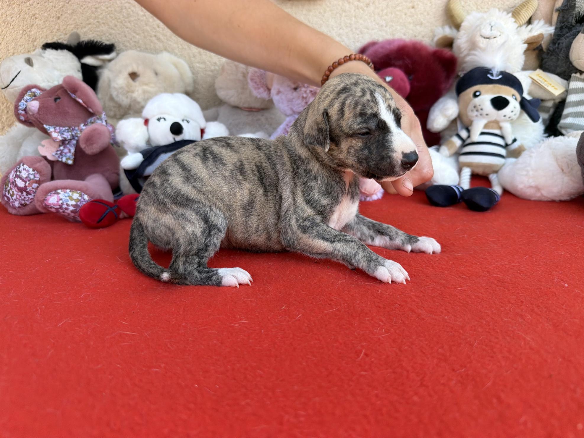 chiot disponible