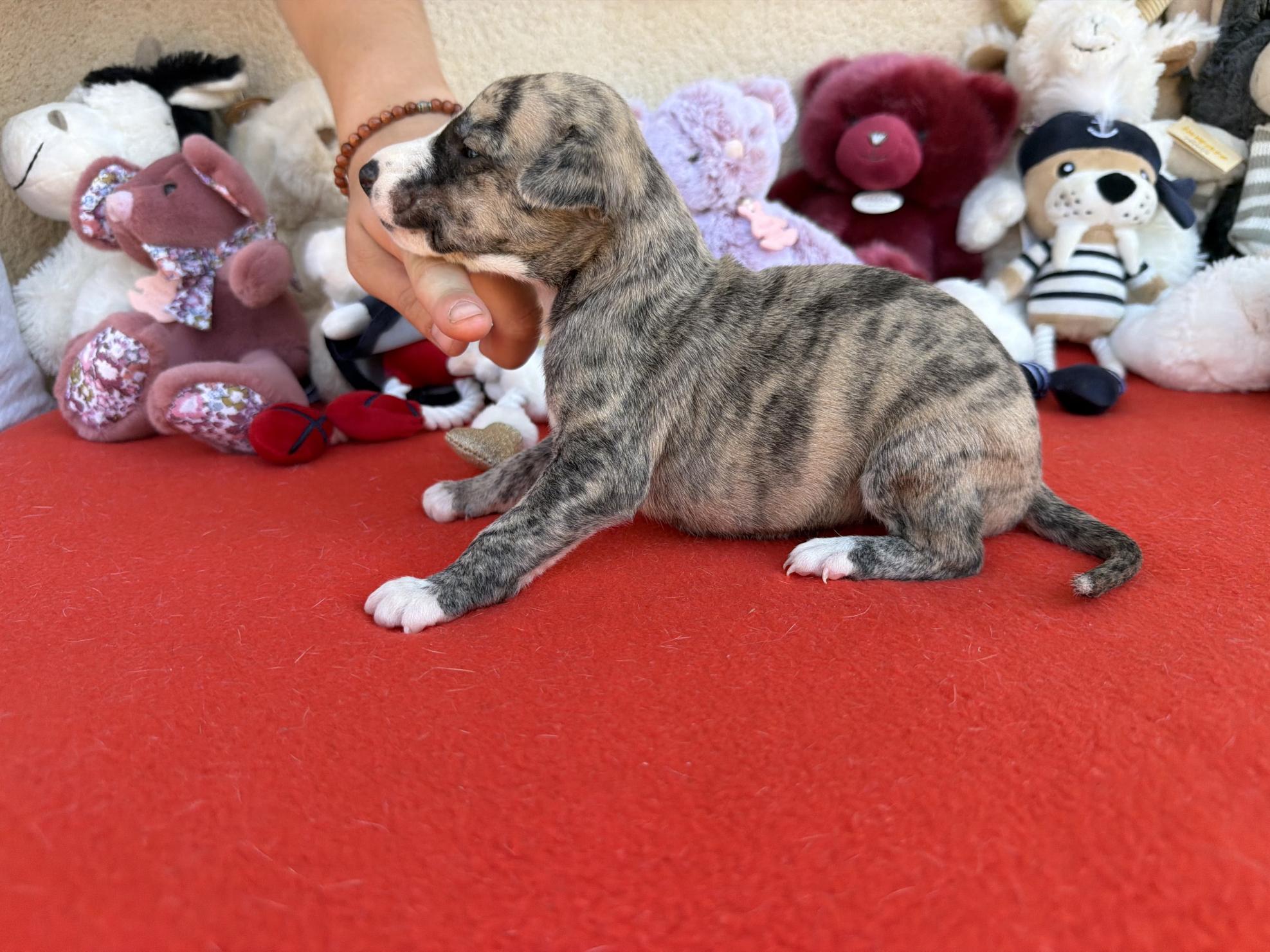 chiot disponible