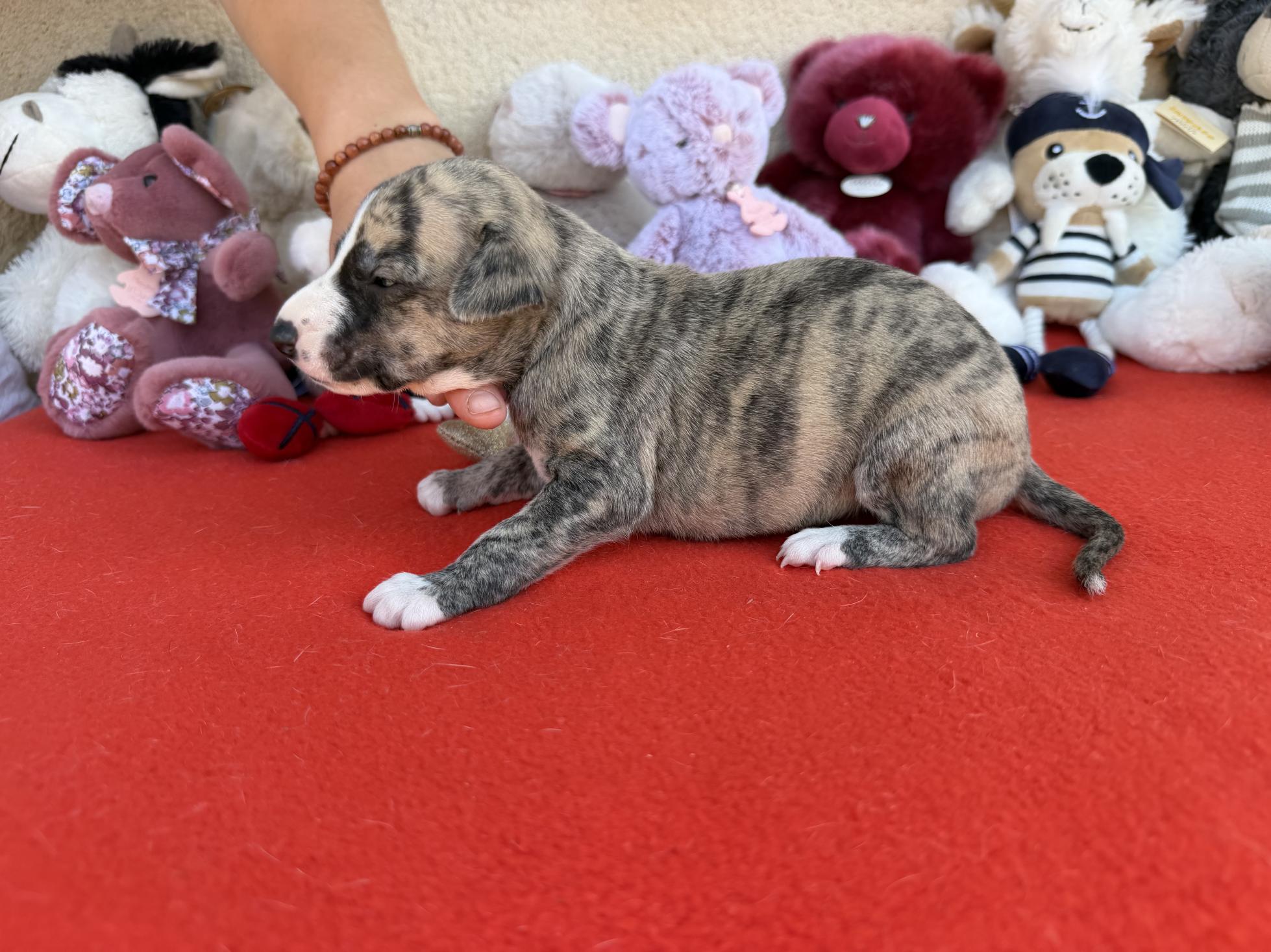 chiot disponible