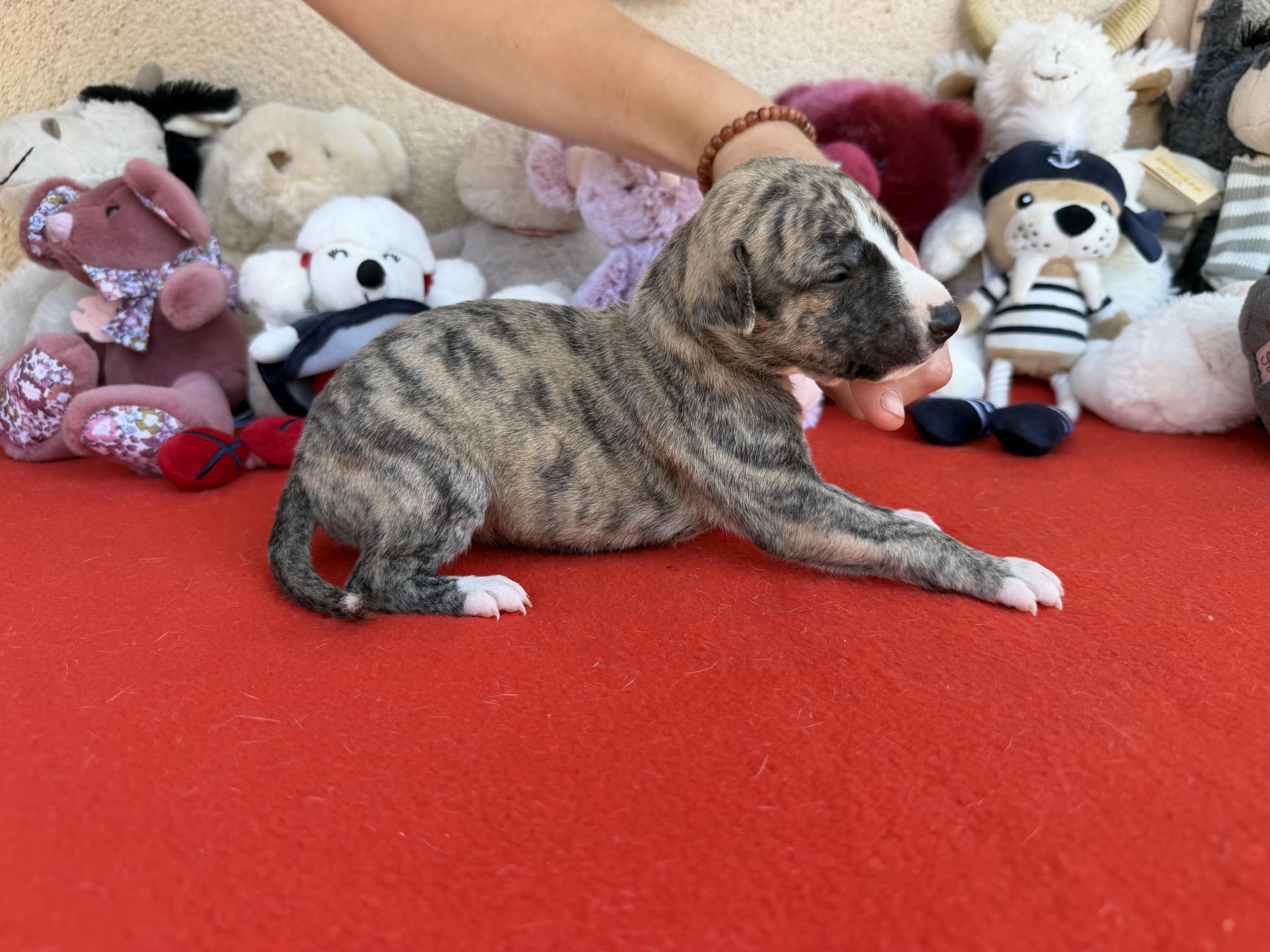 chiot disponible