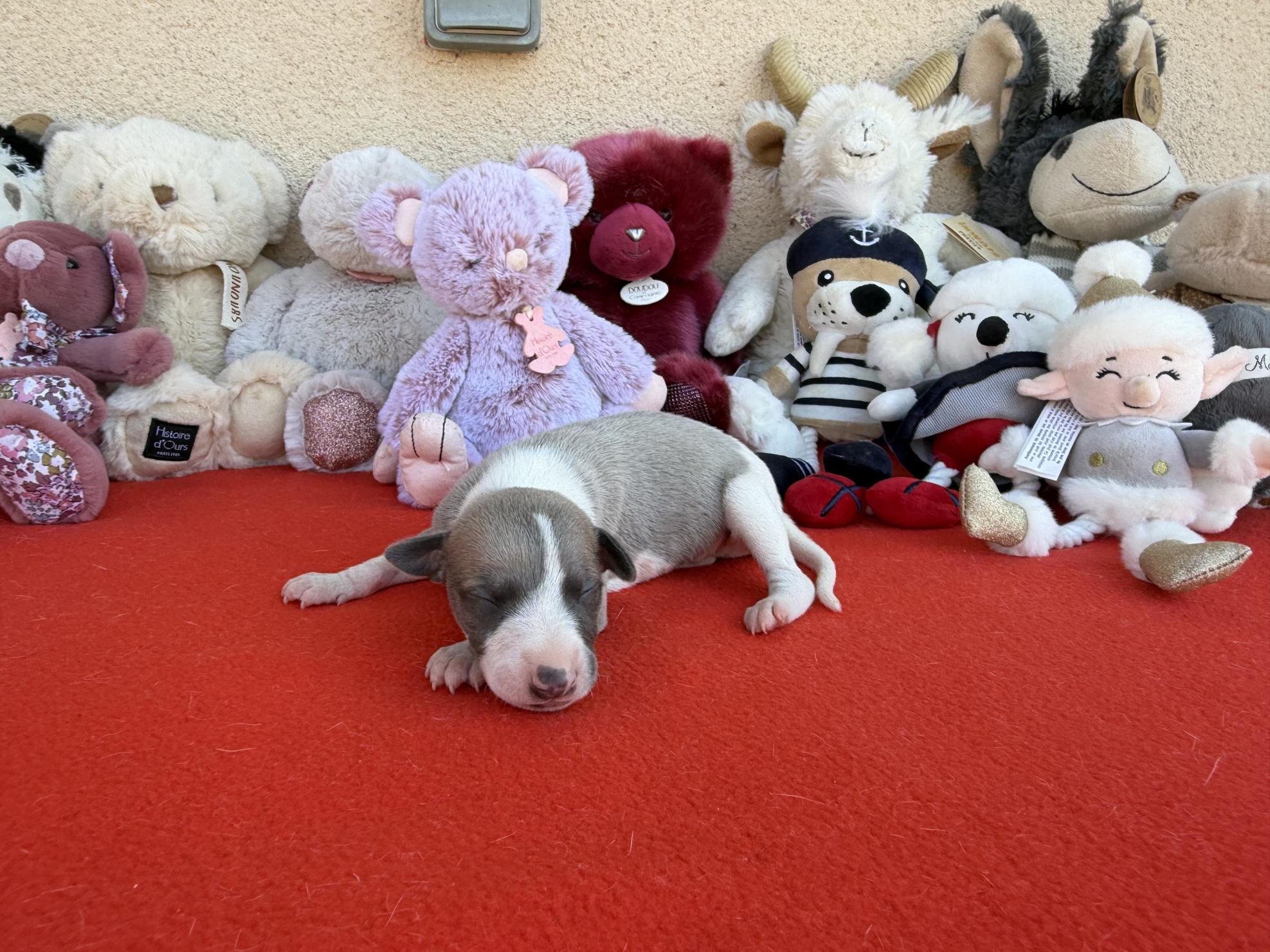chiot disponible