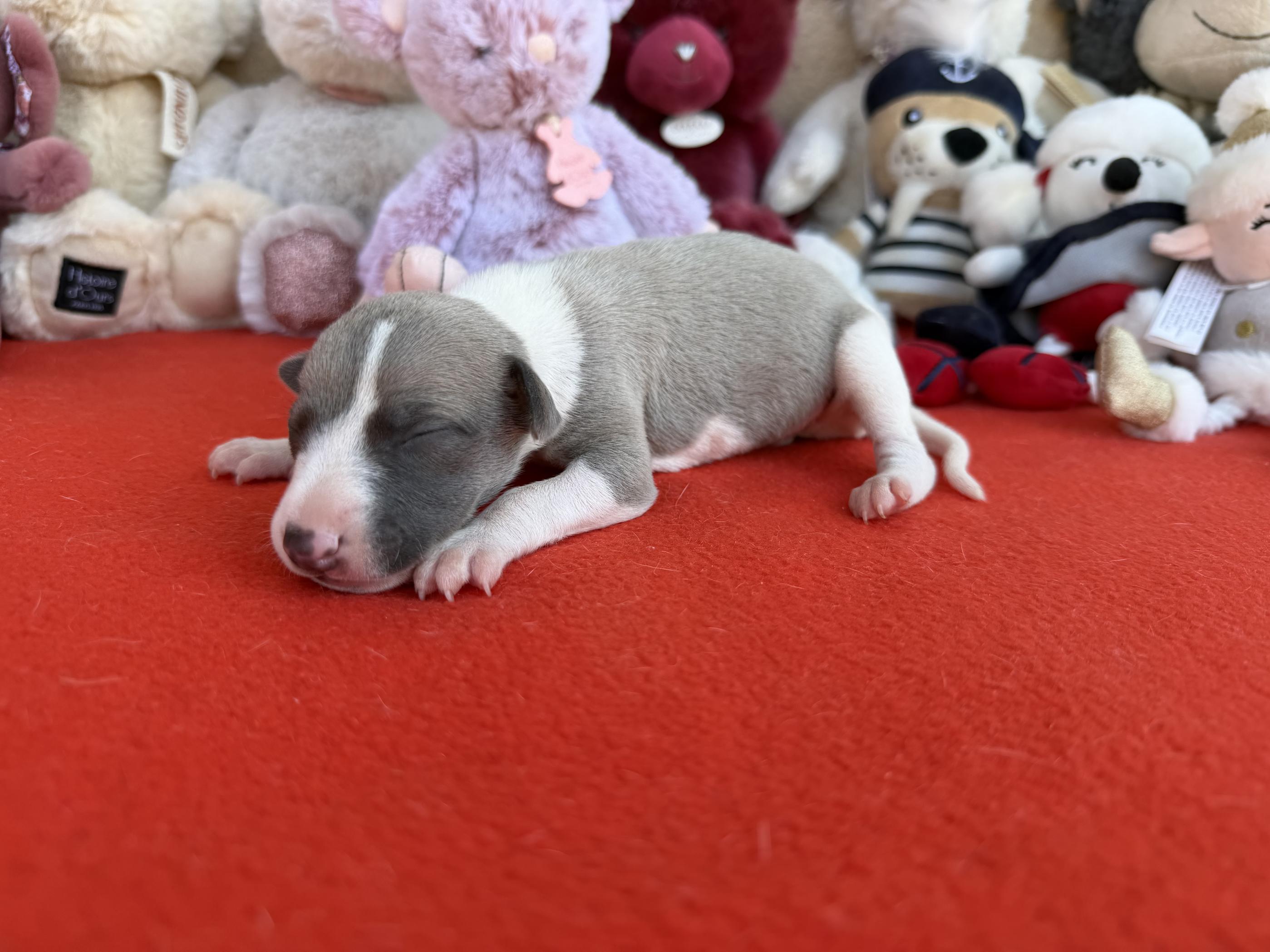 chiot disponible