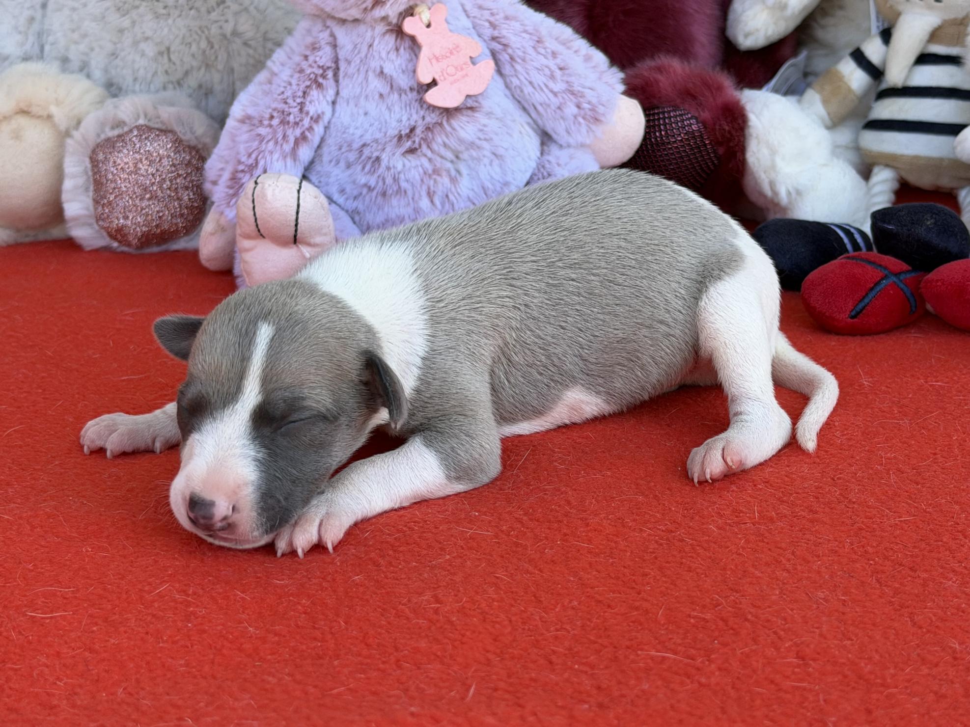chiot disponible
