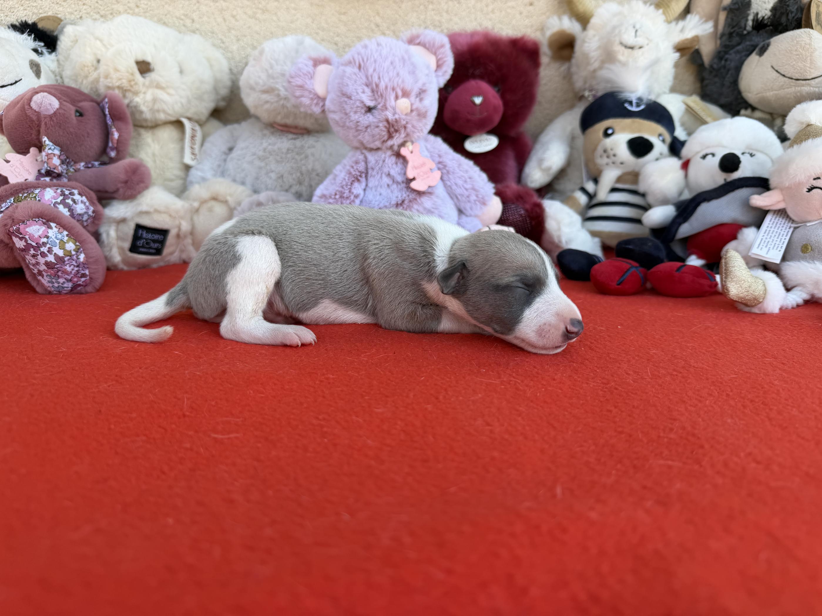 chiot disponible