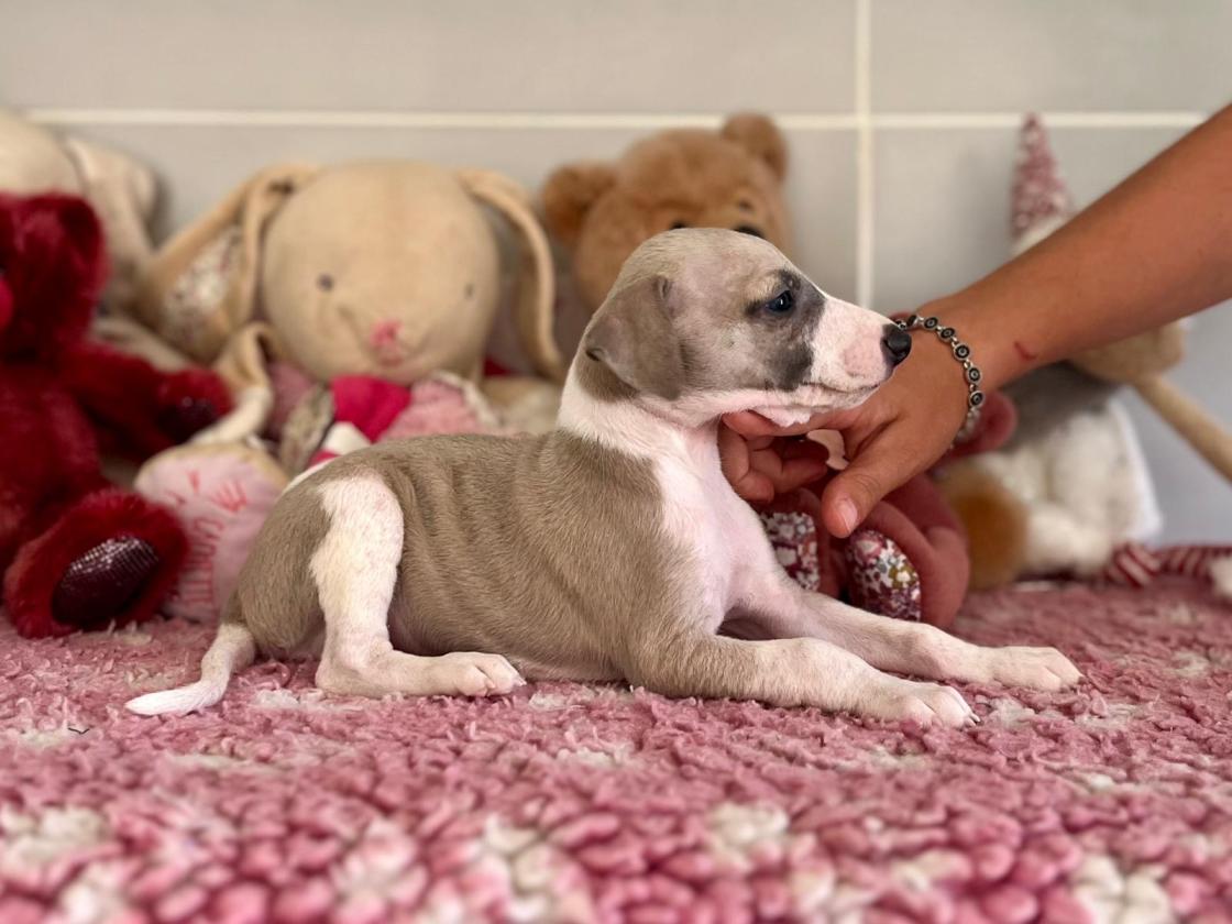 chiot disponible