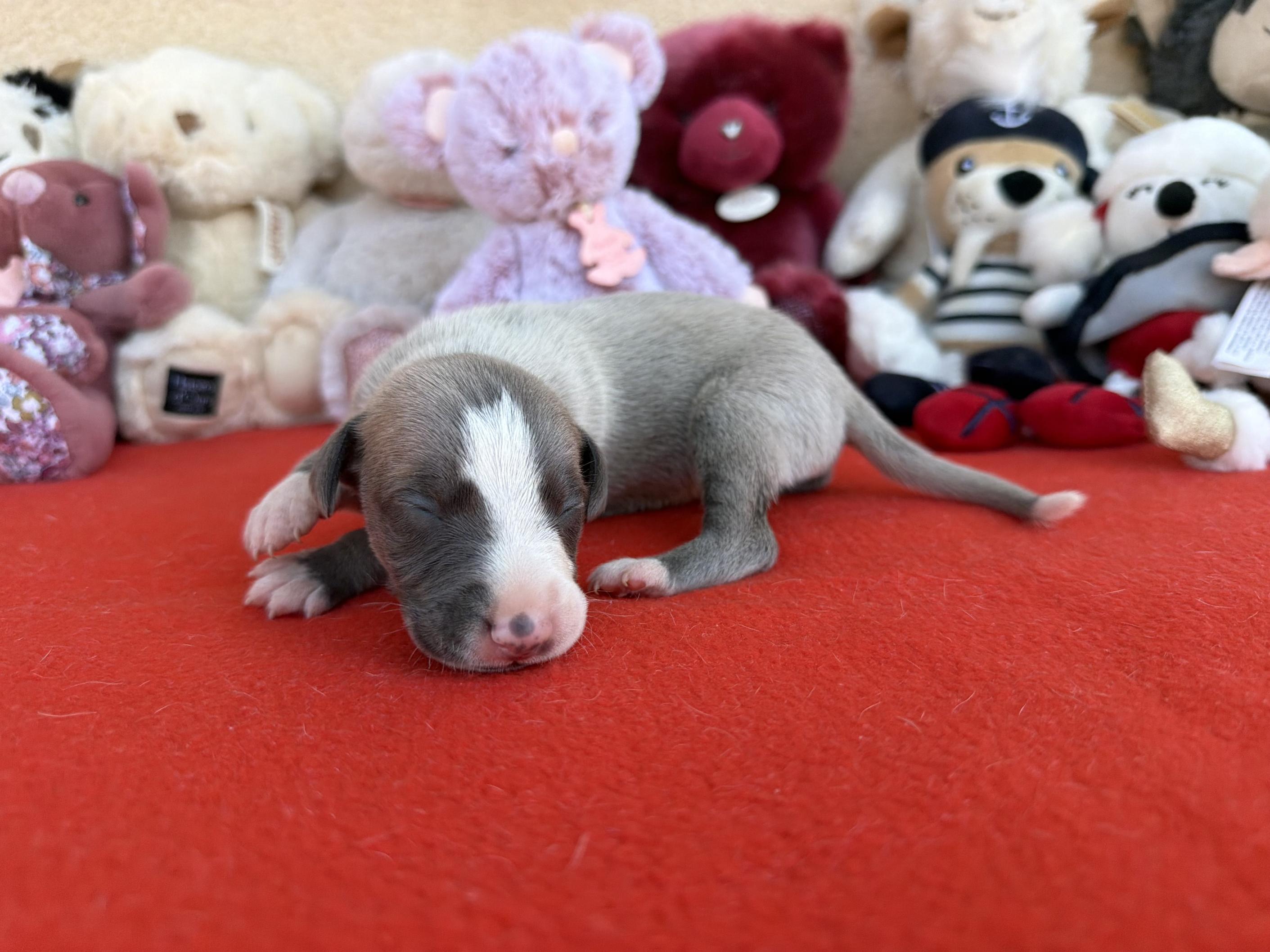 chiot disponible
