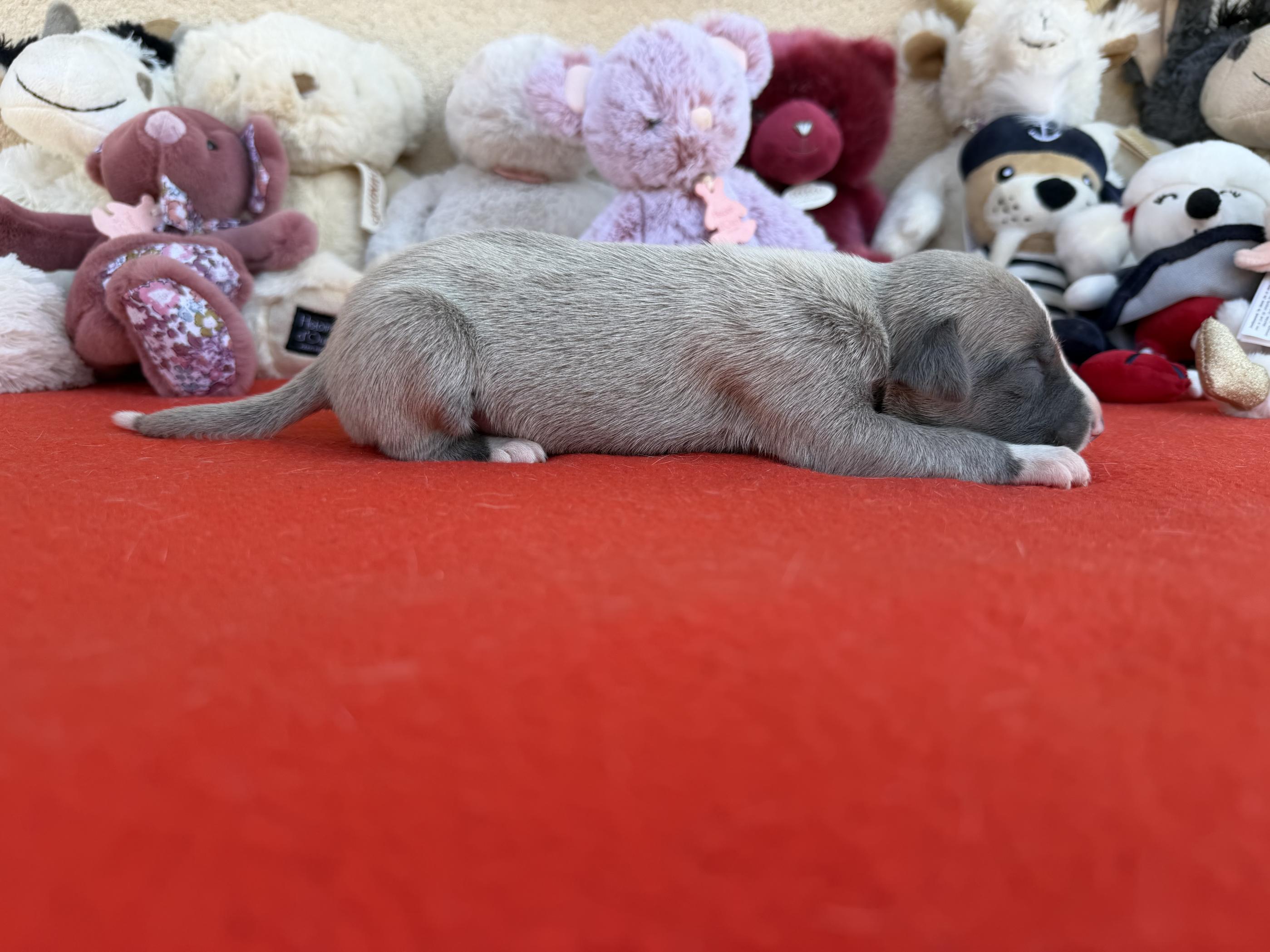 chiot disponible