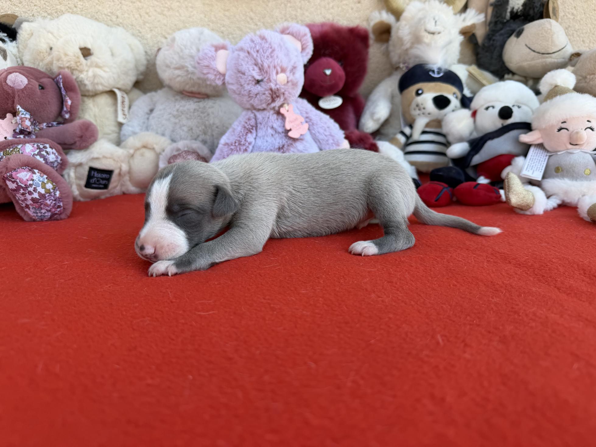 chiot disponible
