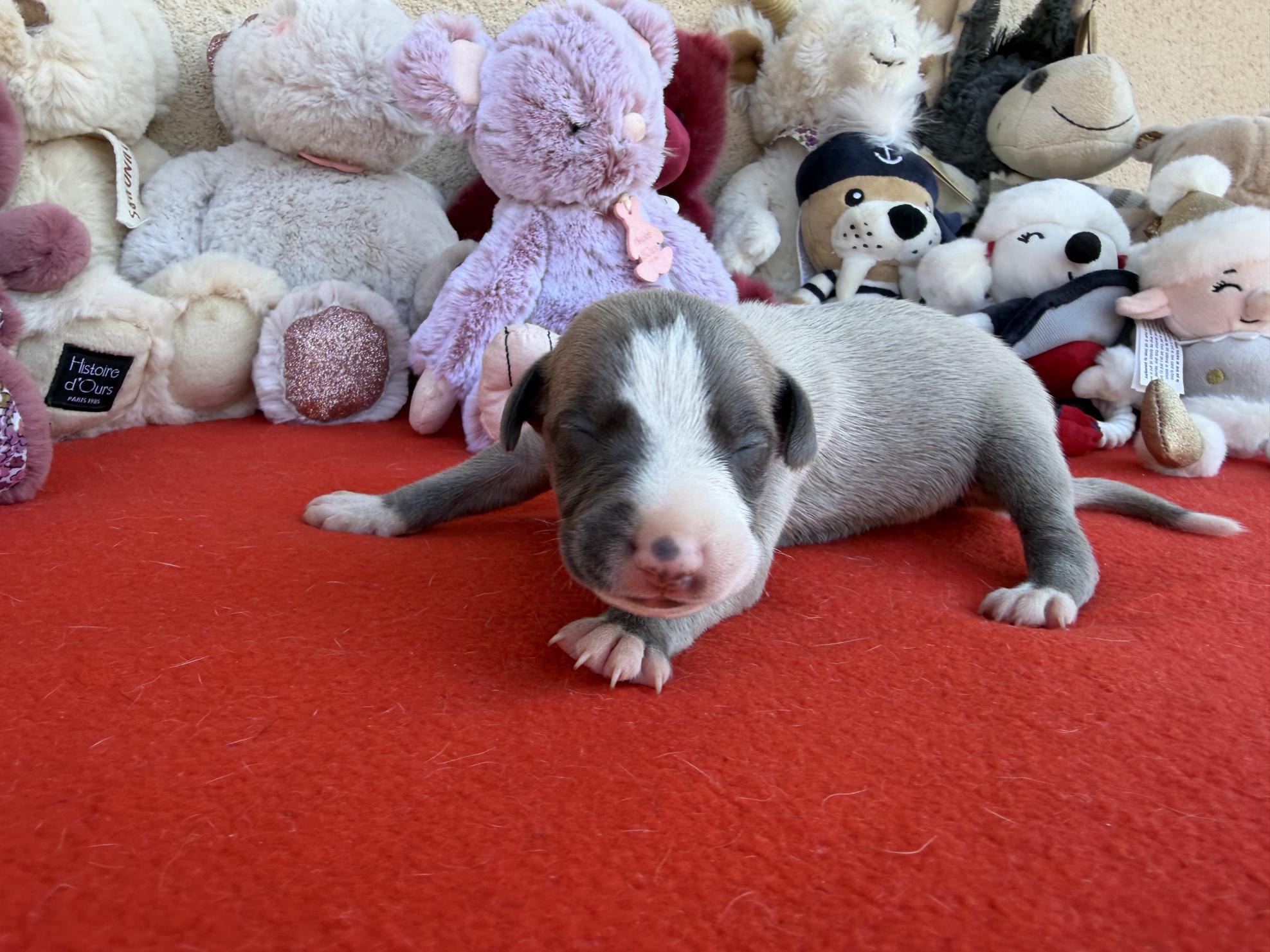 chiot disponible