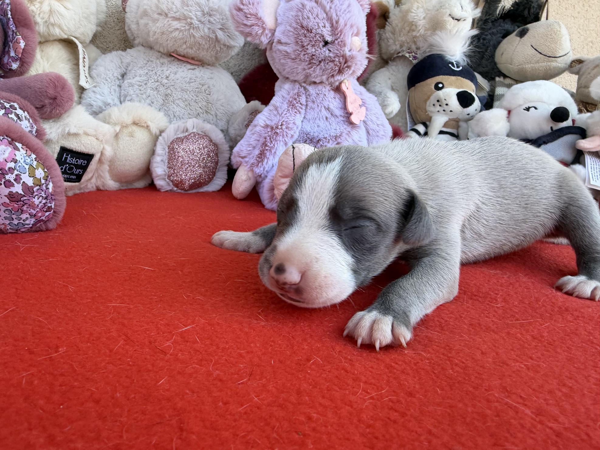 chiot disponible