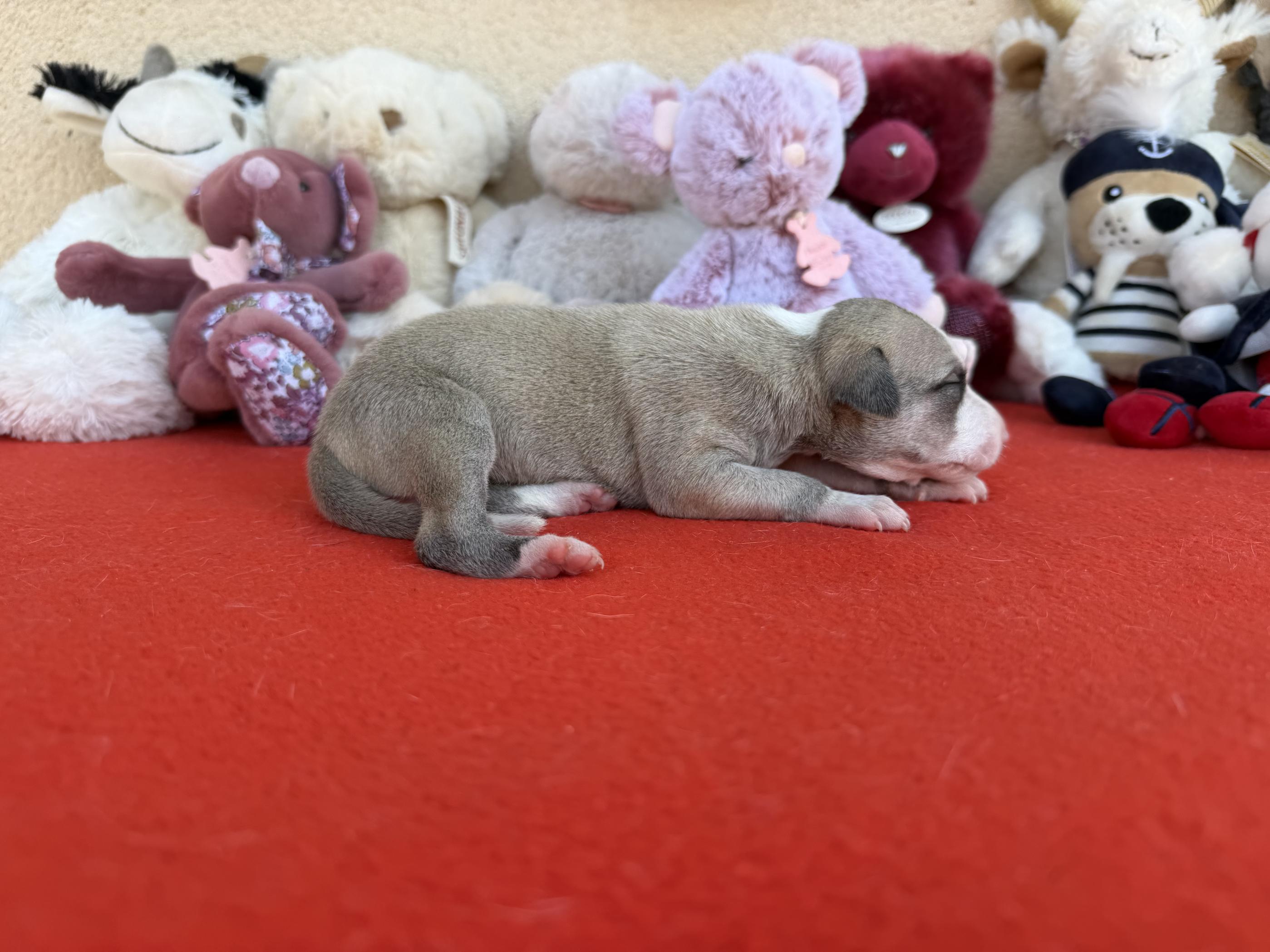 chiot disponible