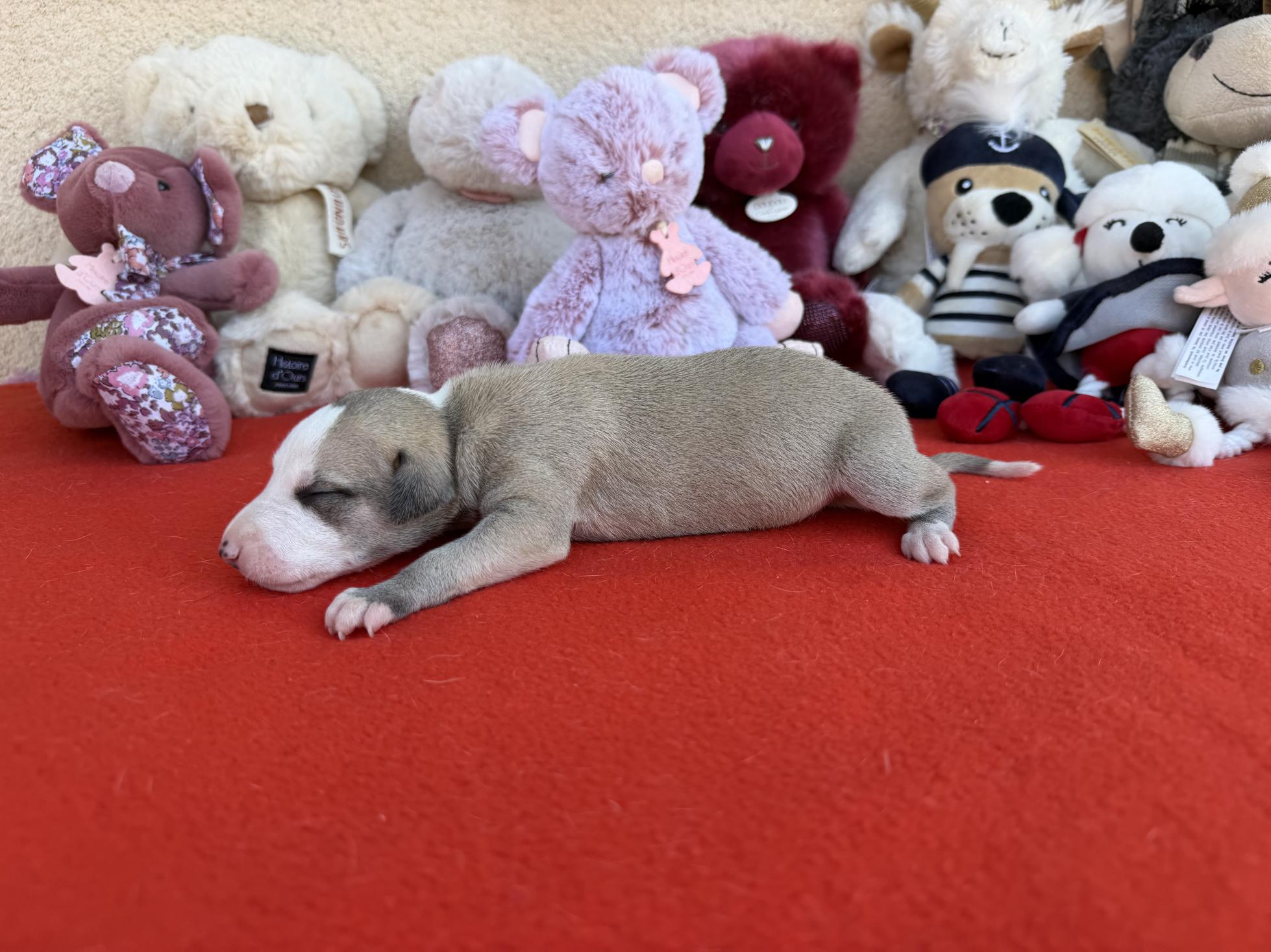 chiot disponible