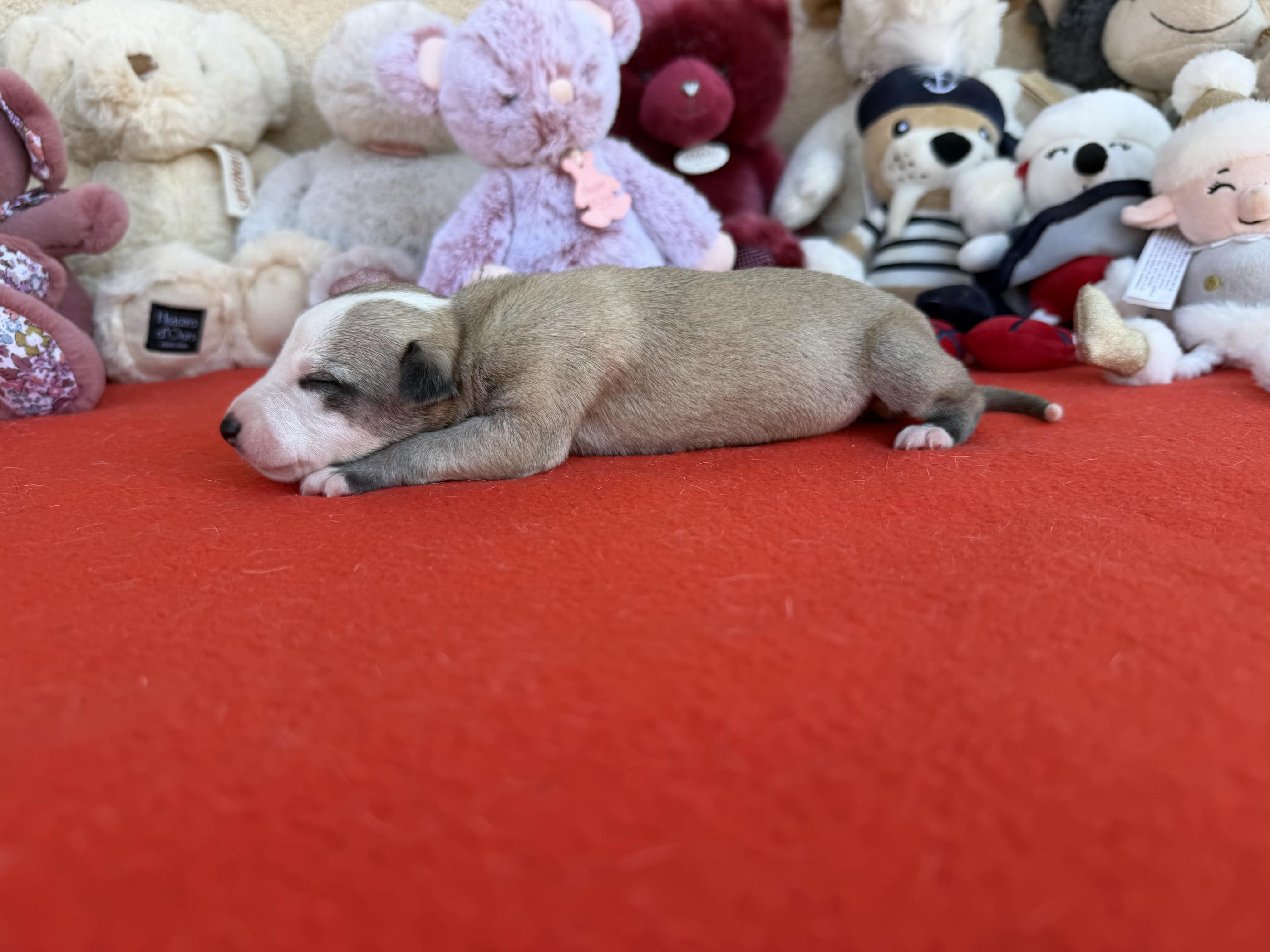 chiot disponible