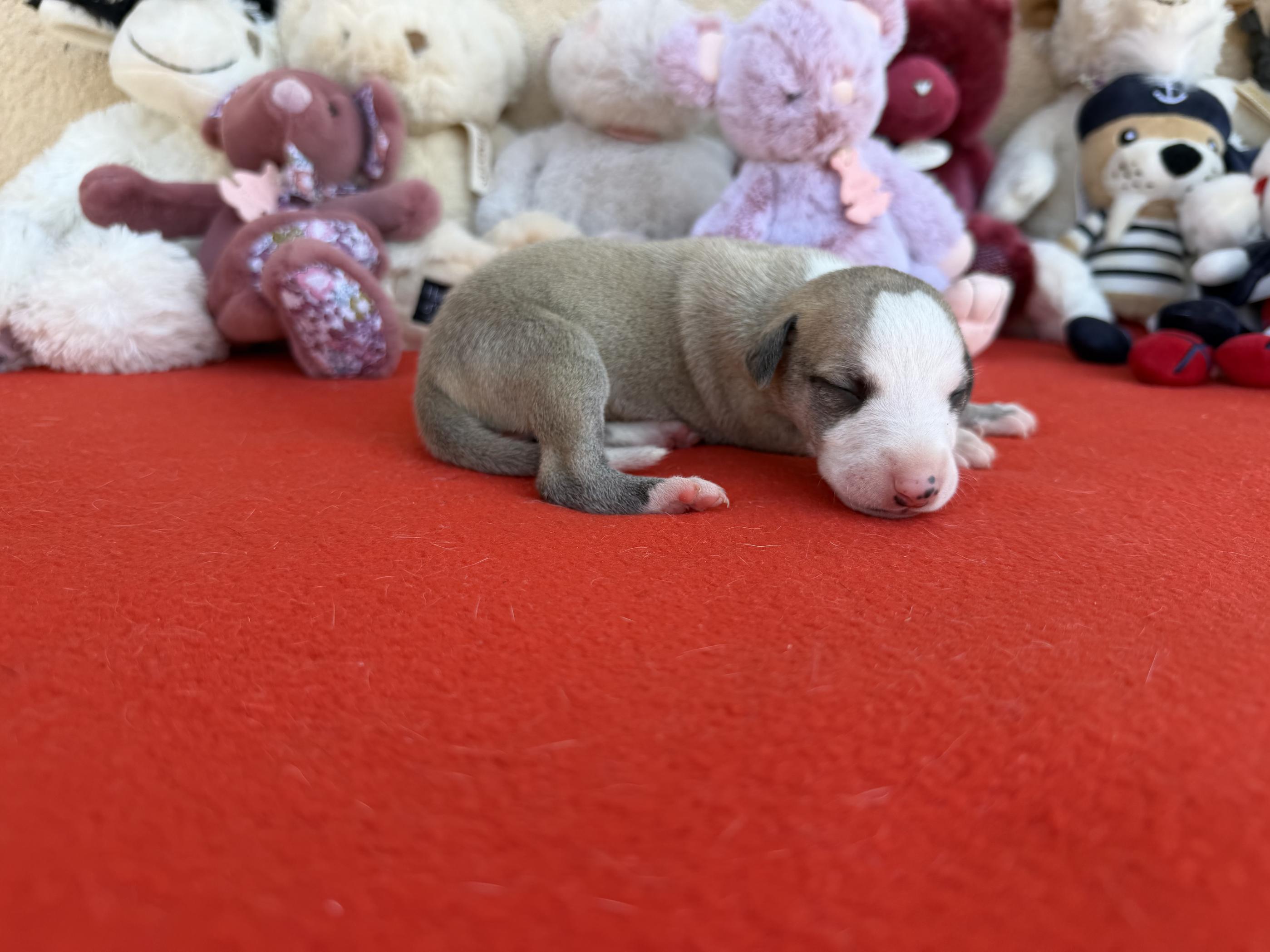 chiot disponible