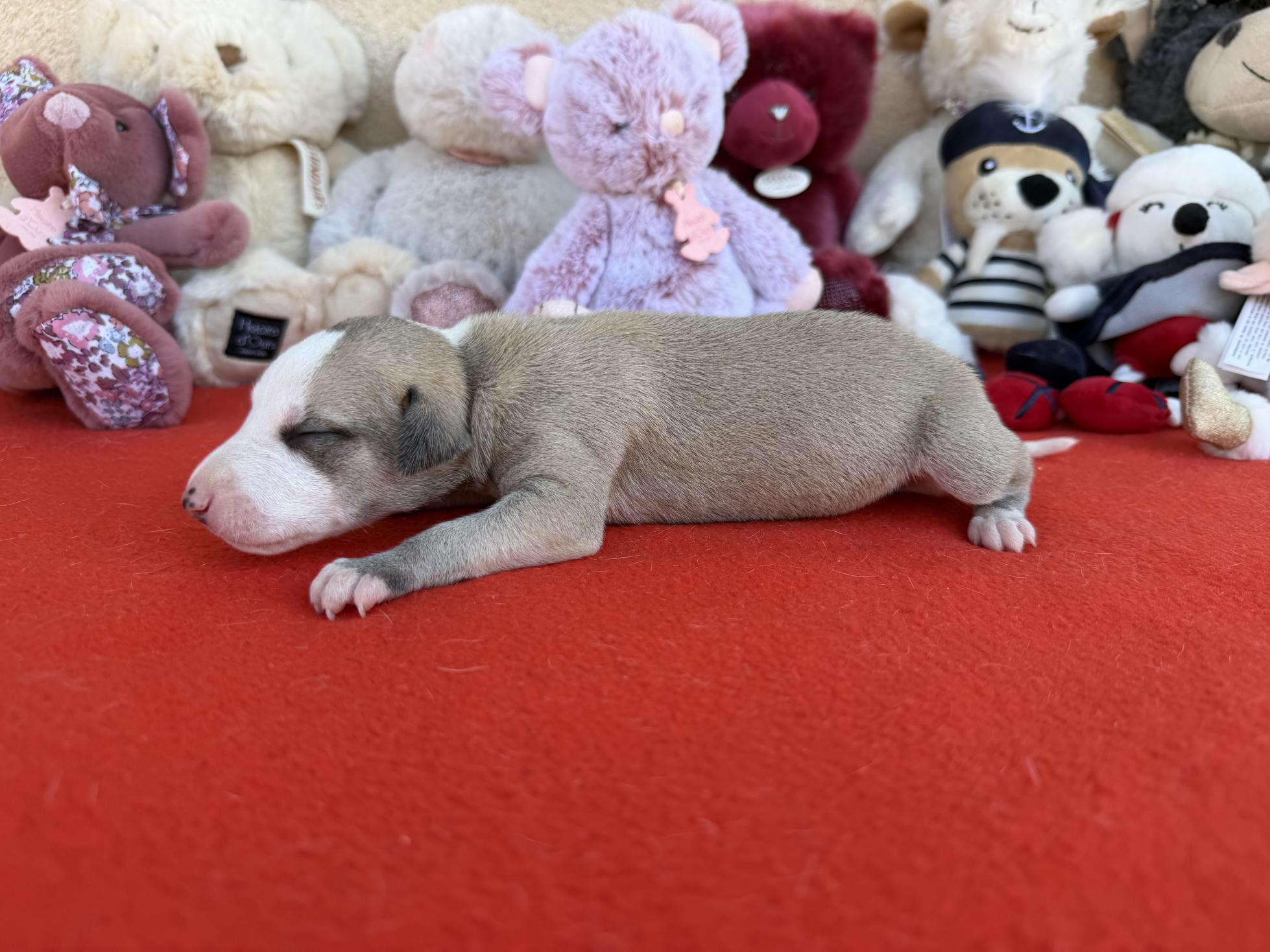 Chiot Whippet Disponible