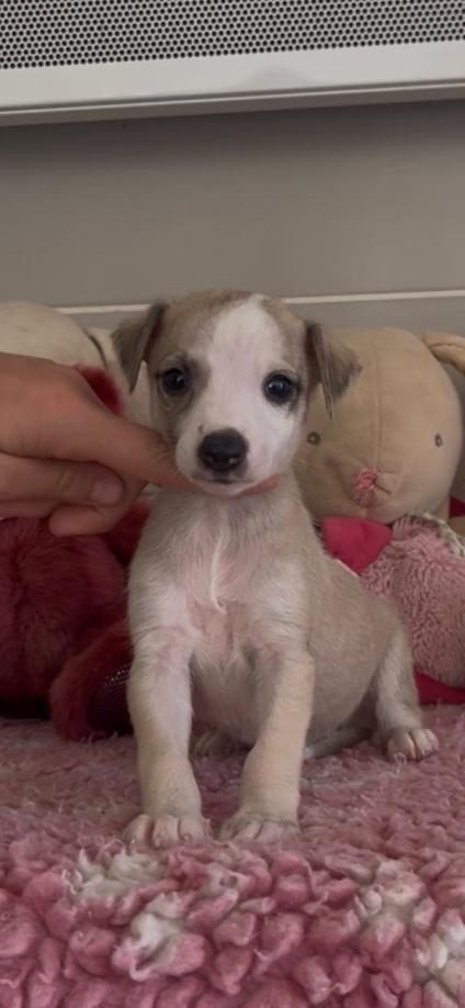chiot disponible