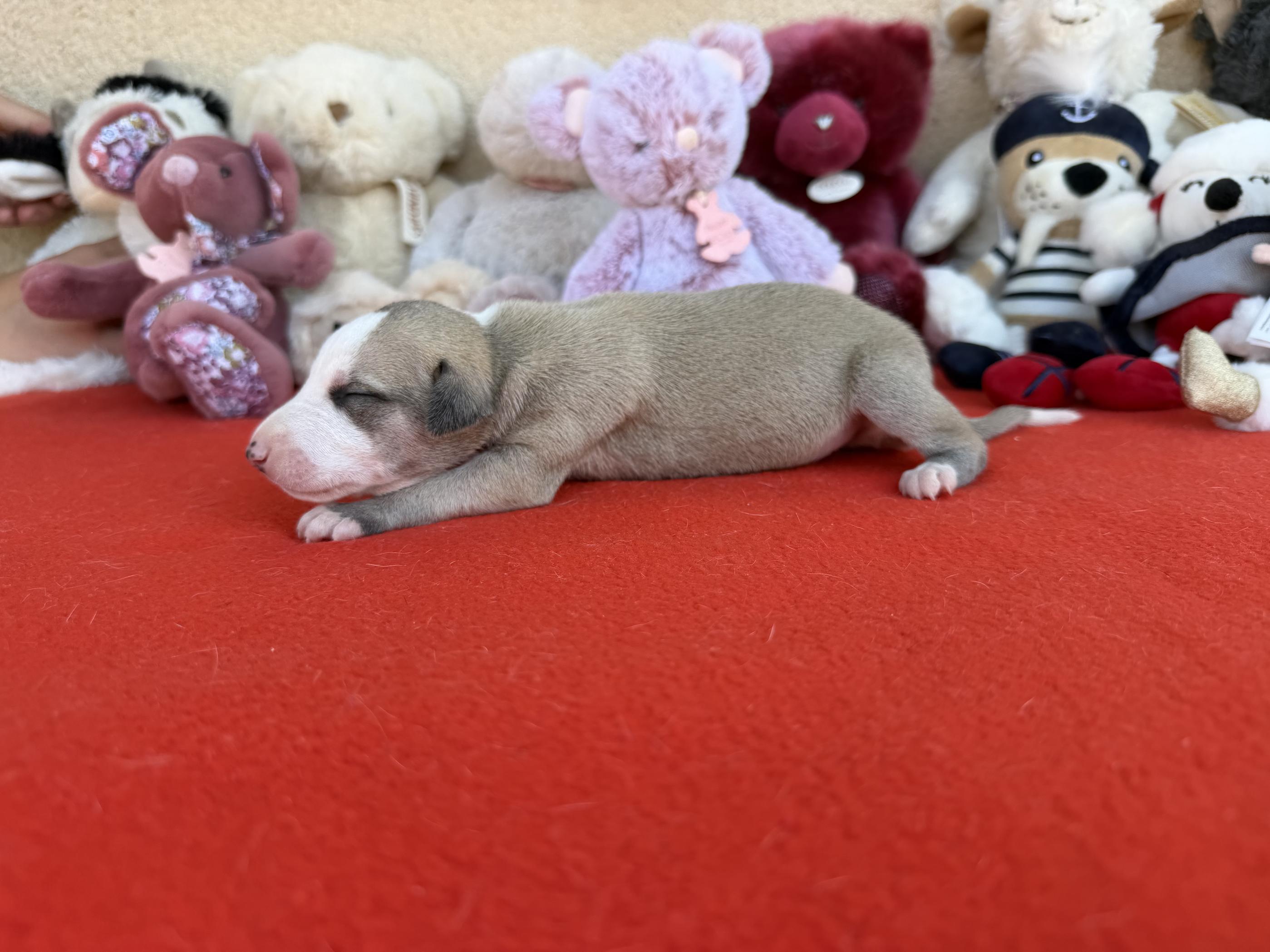 chiot disponible