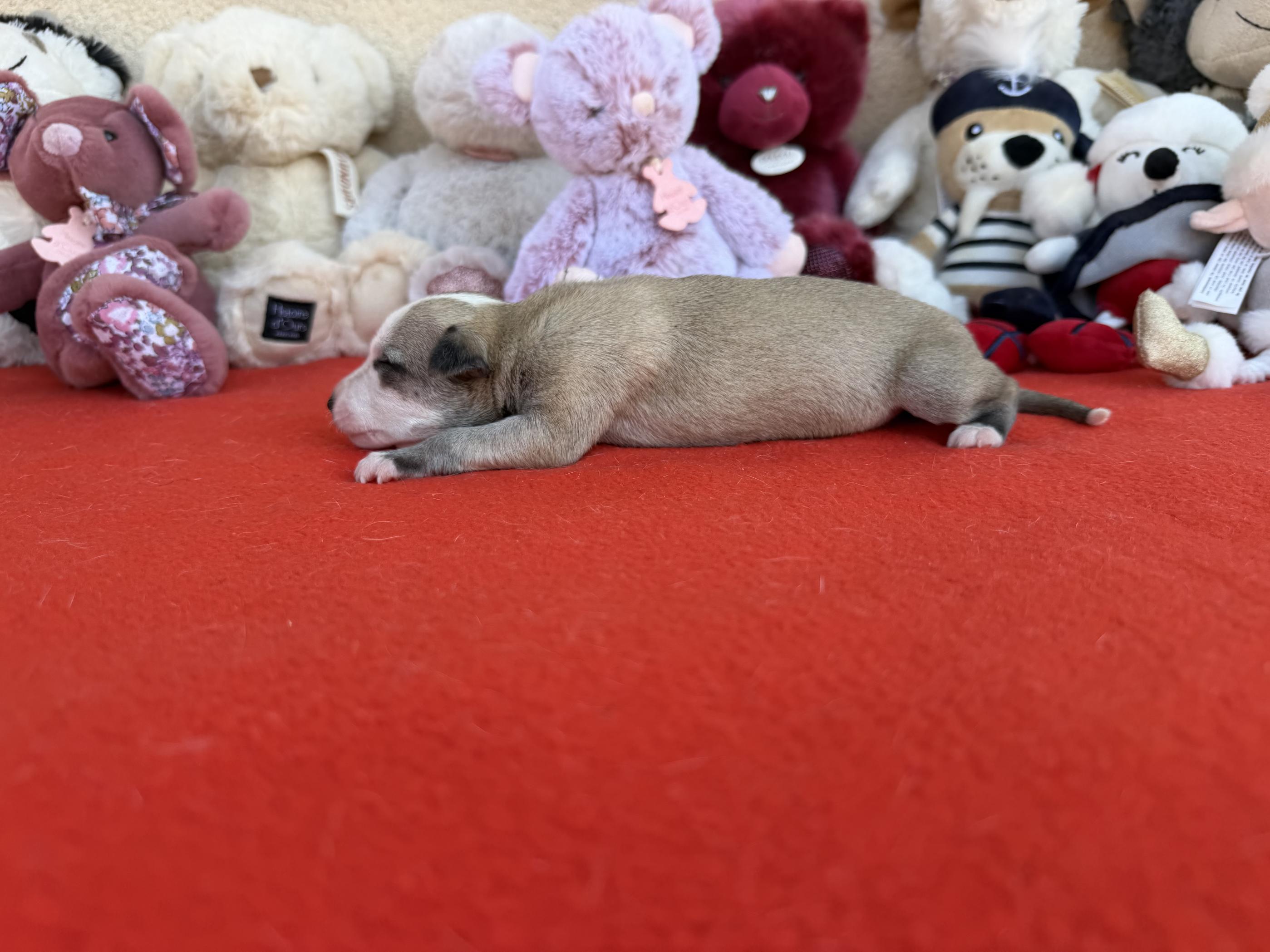 chiot disponible