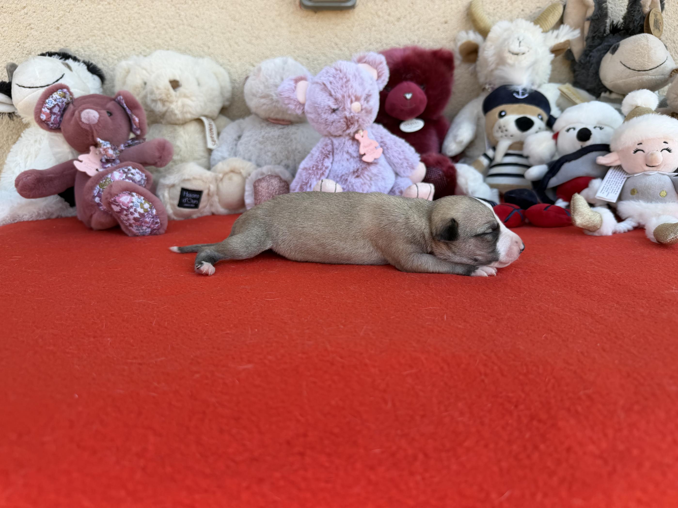 chiot disponible
