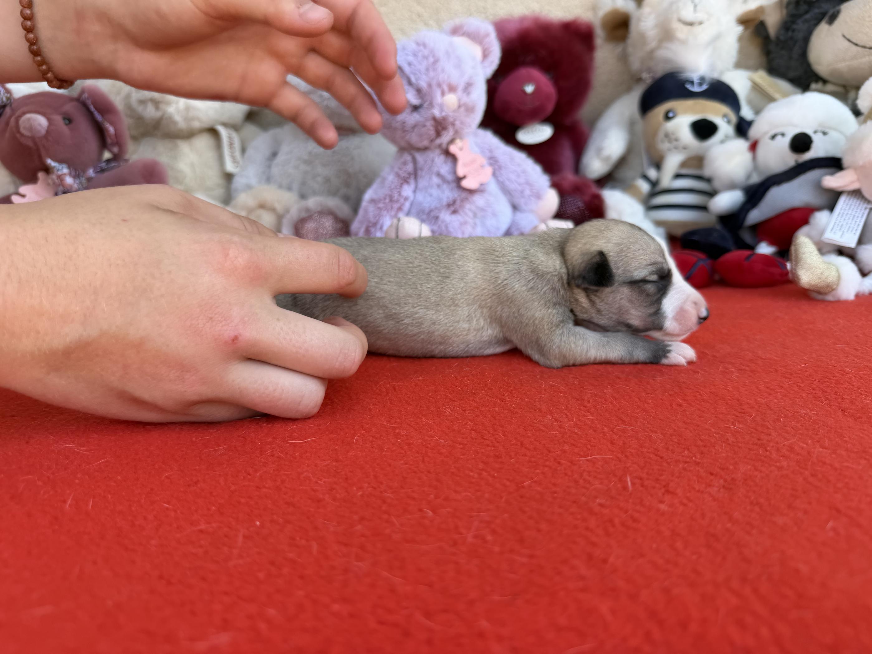 chiot disponible
