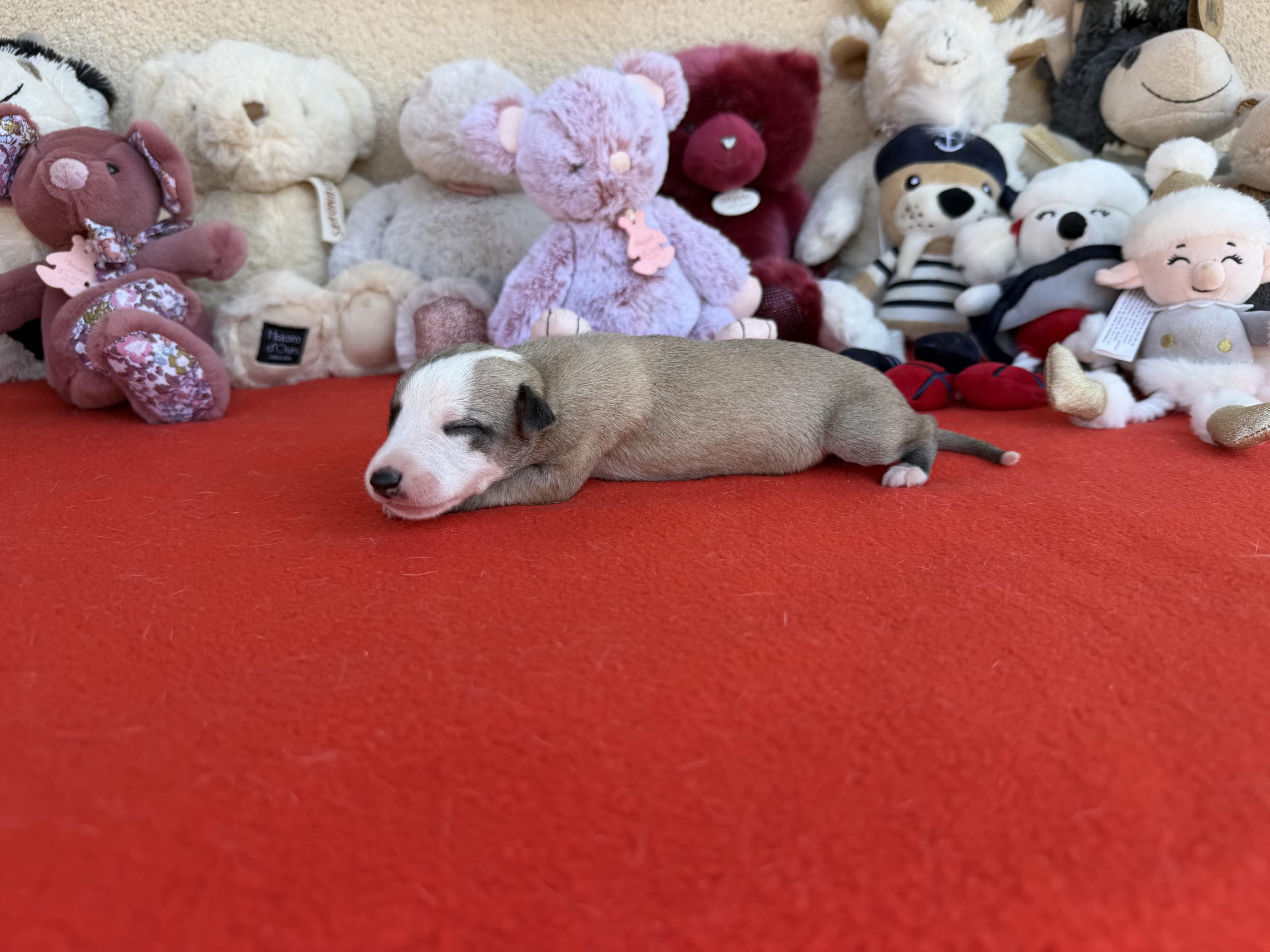 chiot disponible