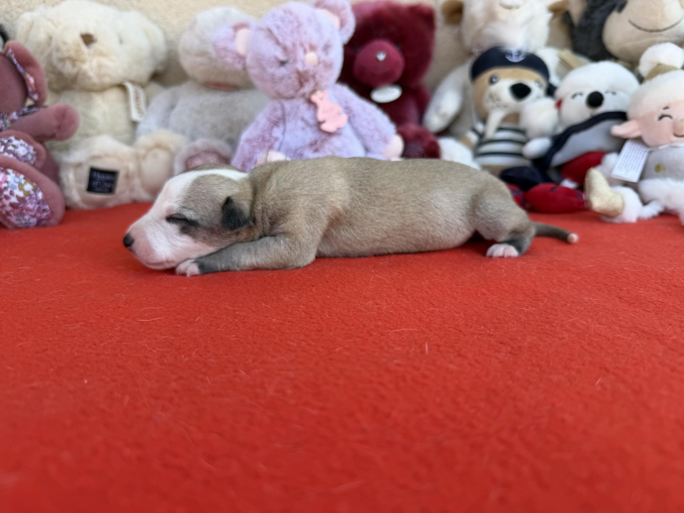 chiot disponible