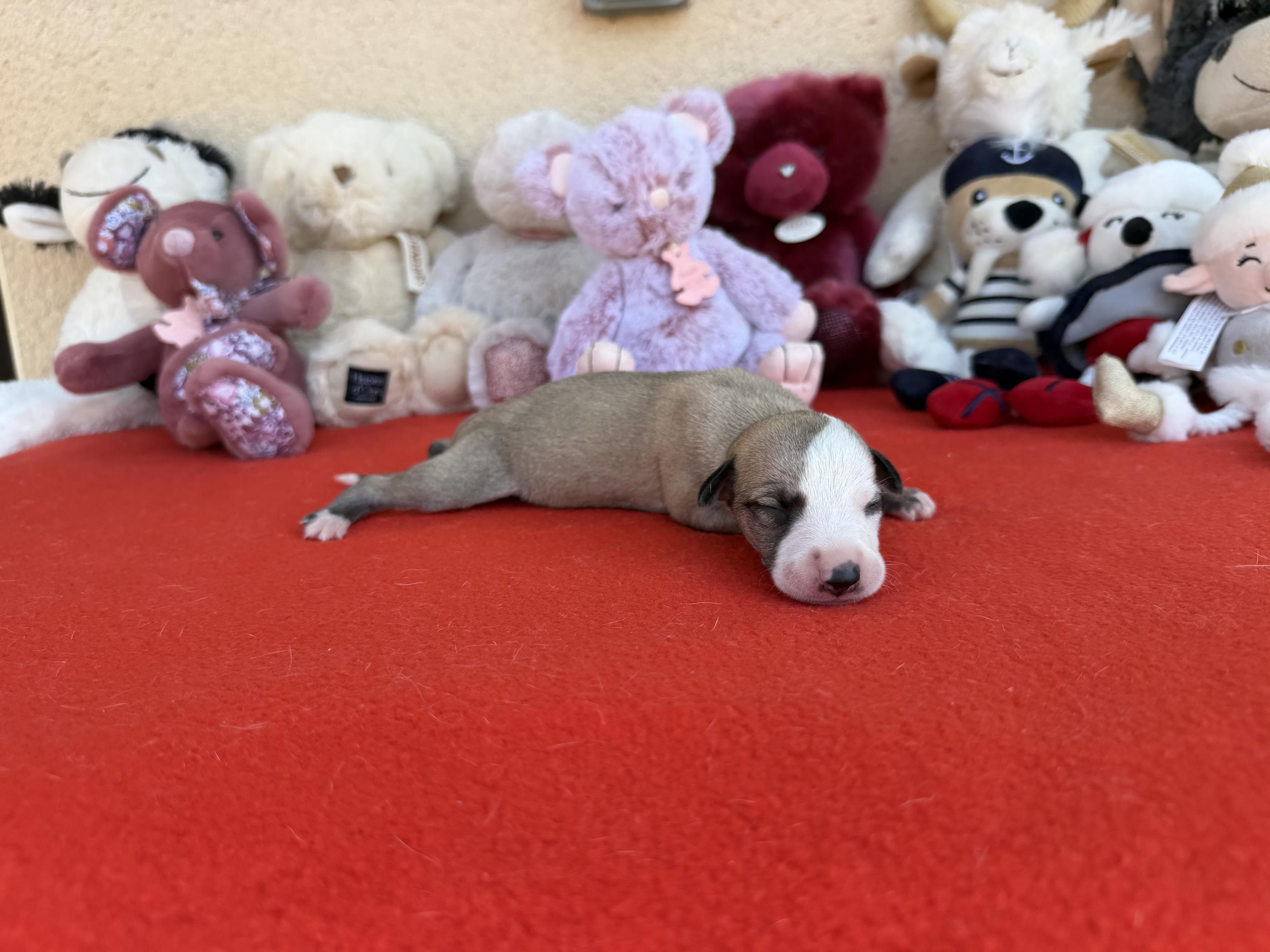 chiot disponible