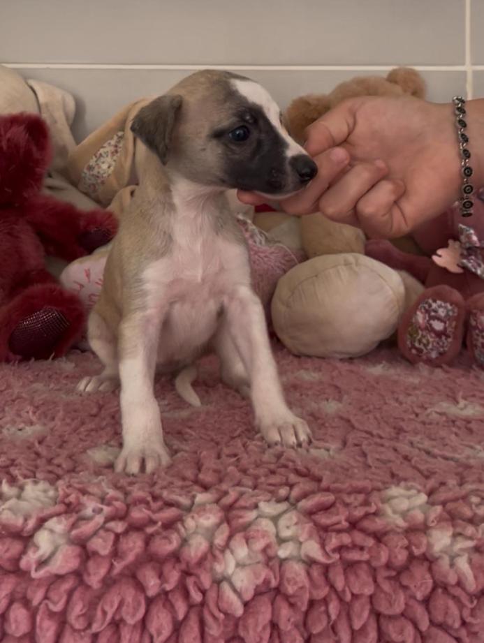 Chiot Whippet Disponible