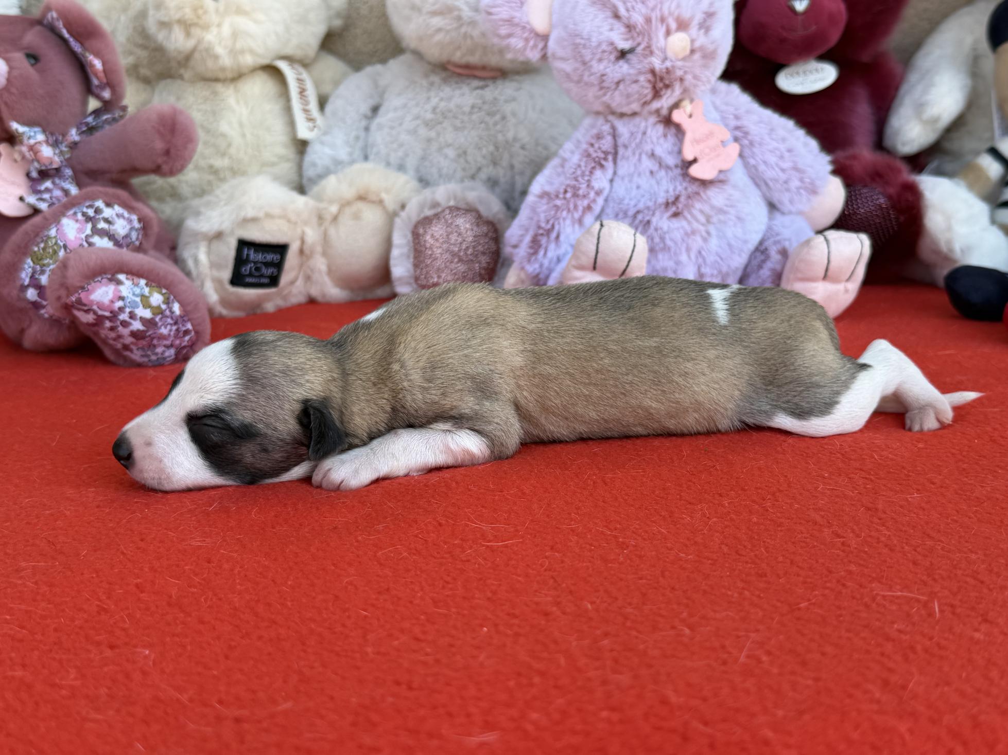 chiot disponible