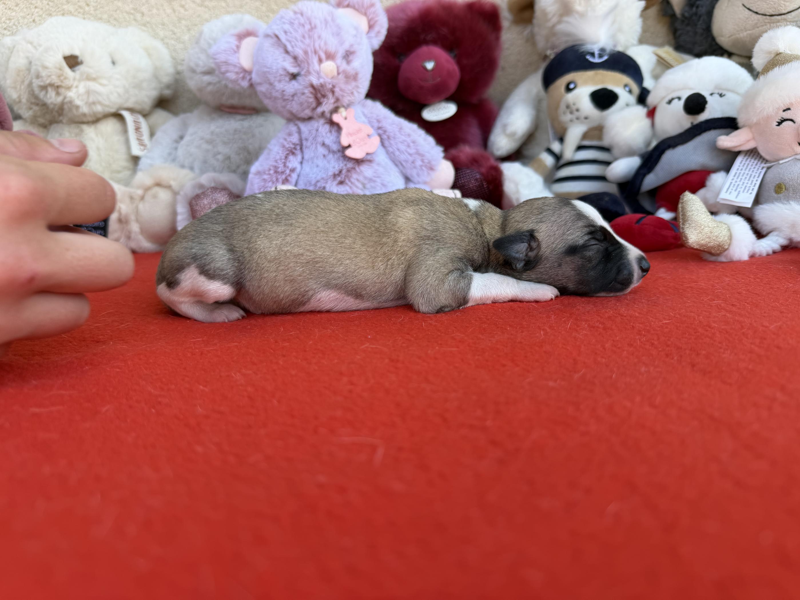 chiot disponible