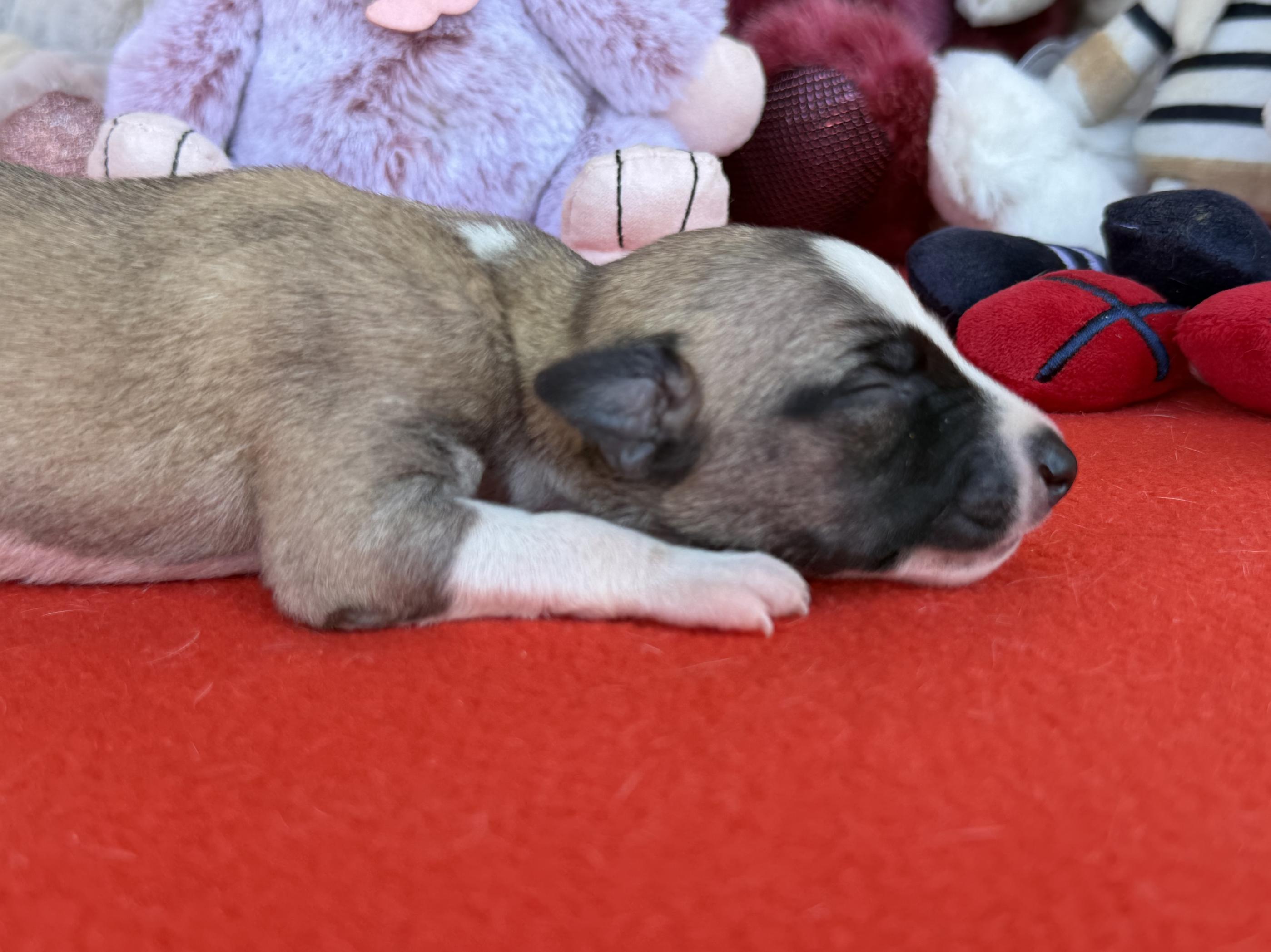 chiot disponible