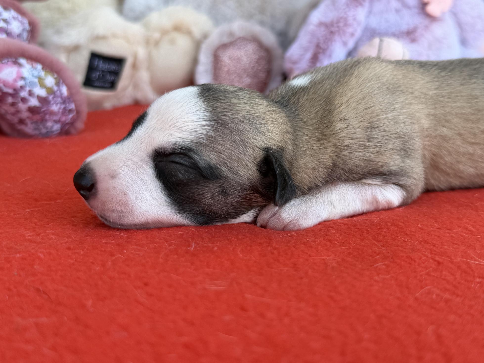 chiot disponible