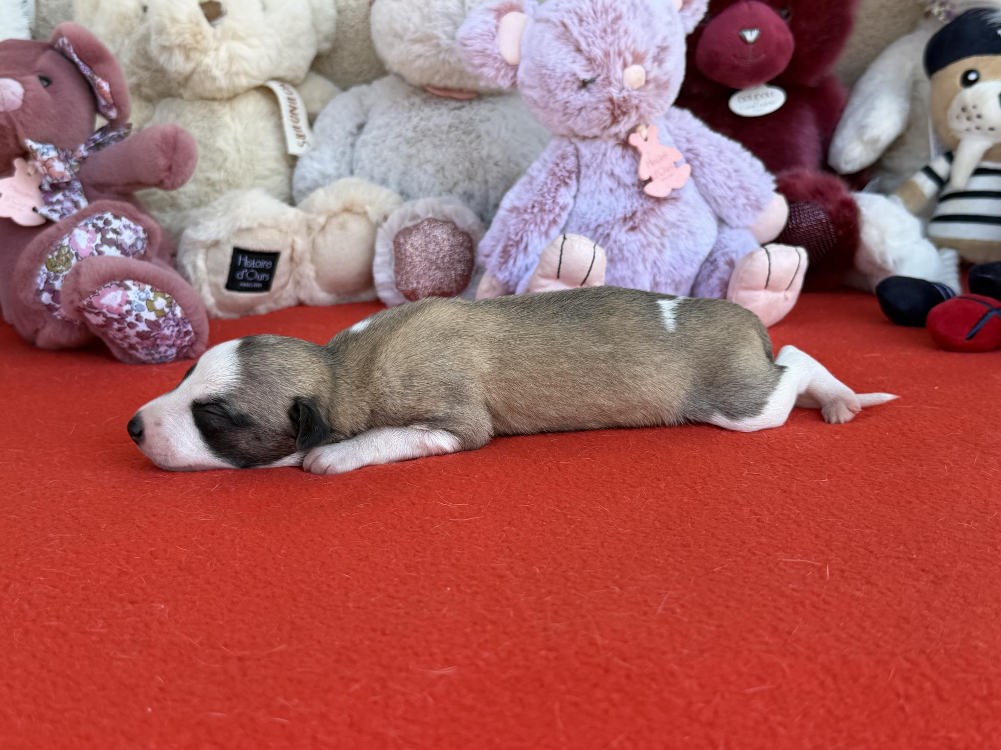 chiot disponible