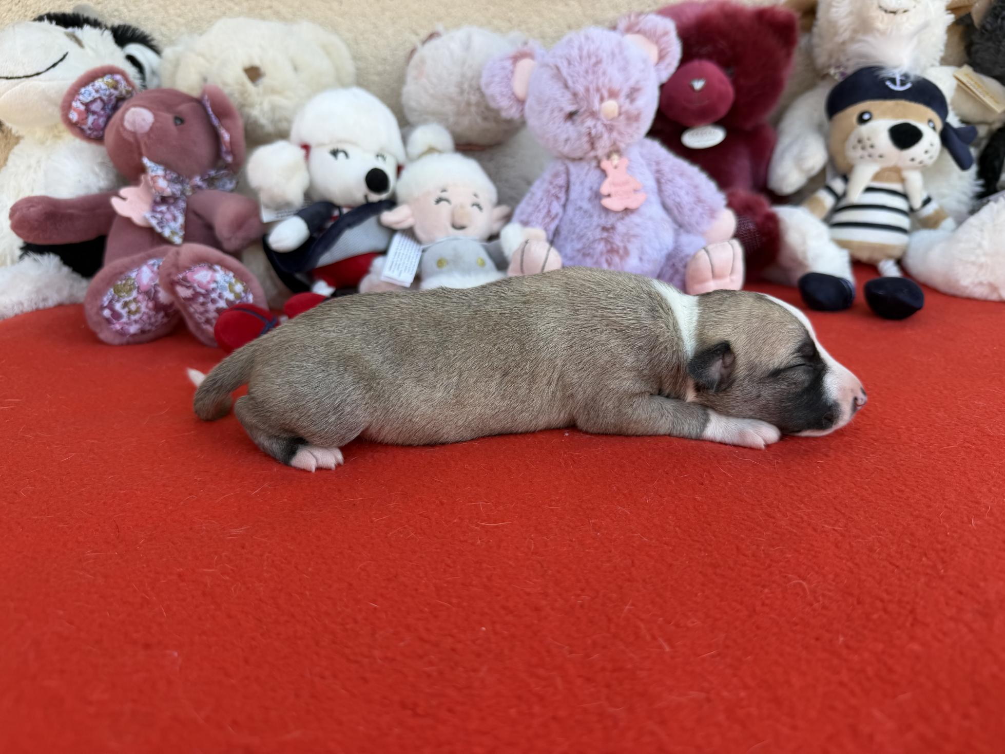 chiot disponible