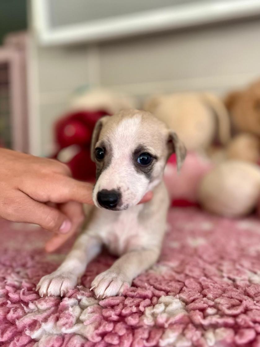 chiot disponible