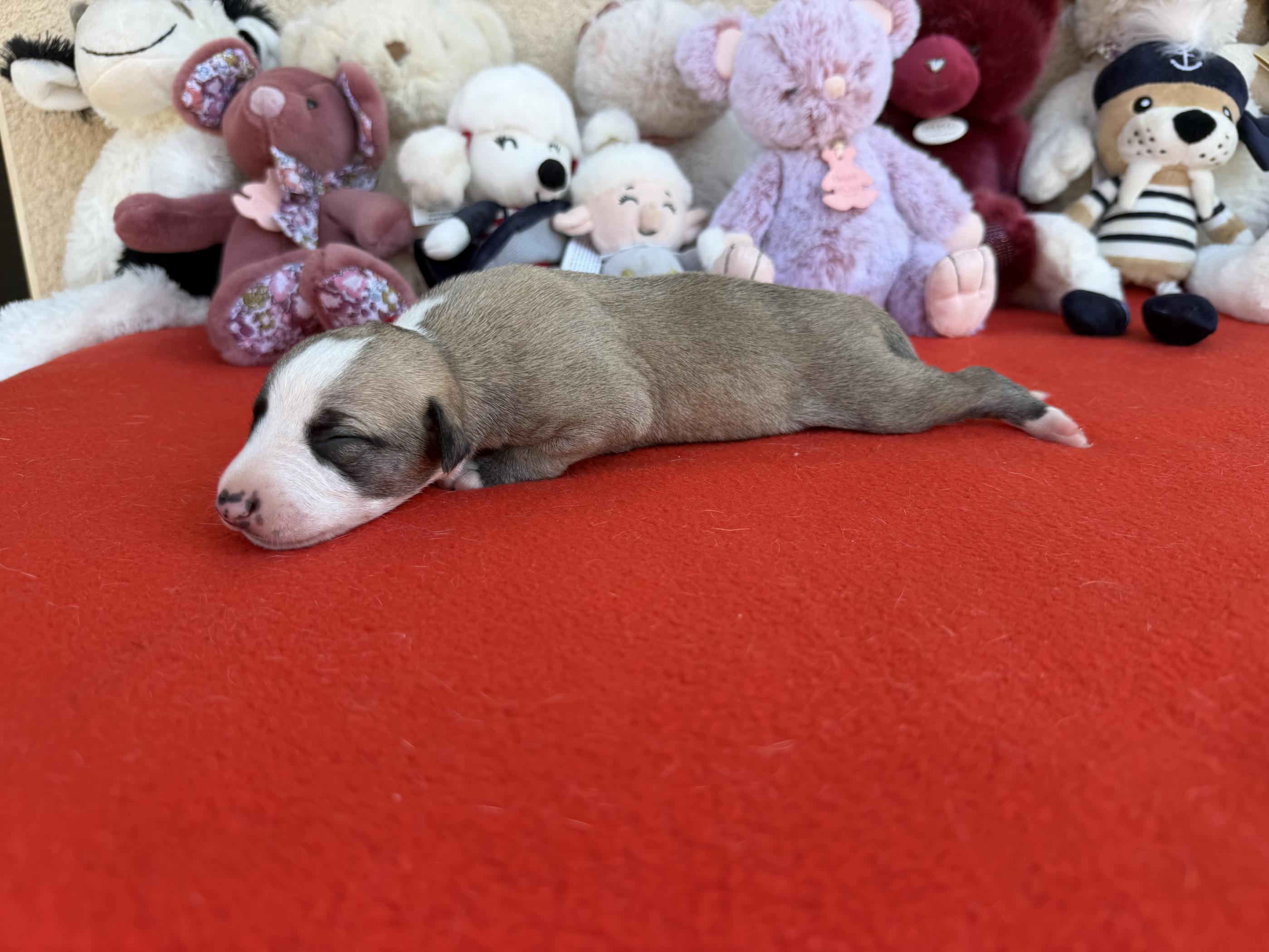 chiot disponible