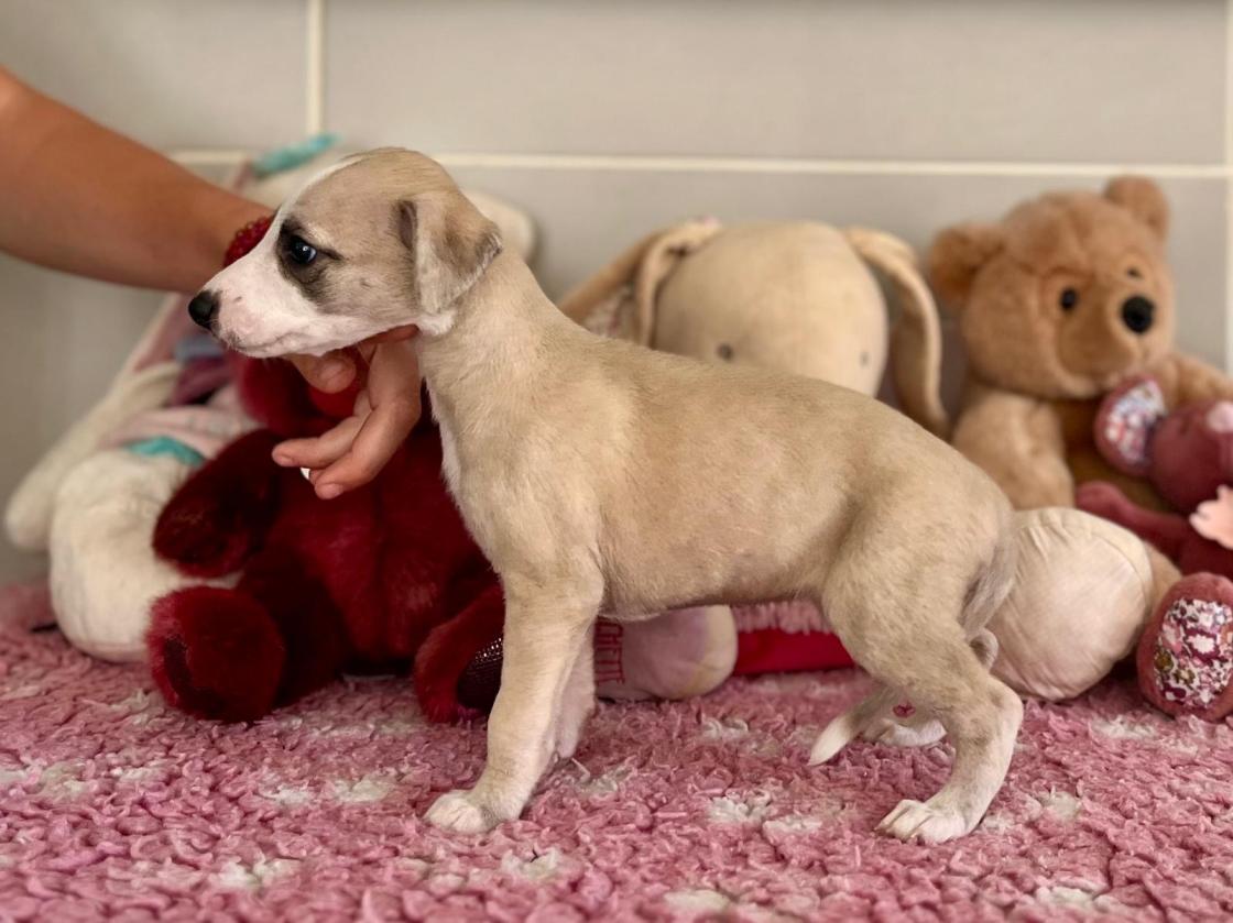 chiot disponible