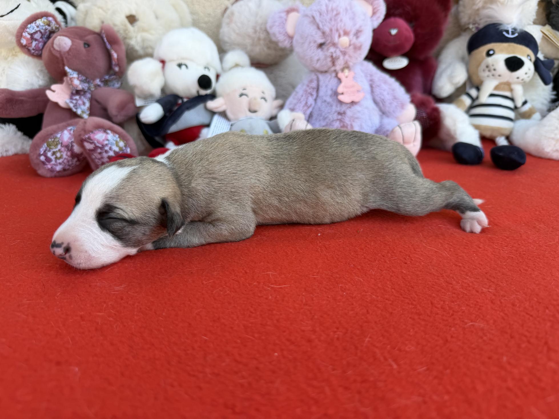 chiot disponible