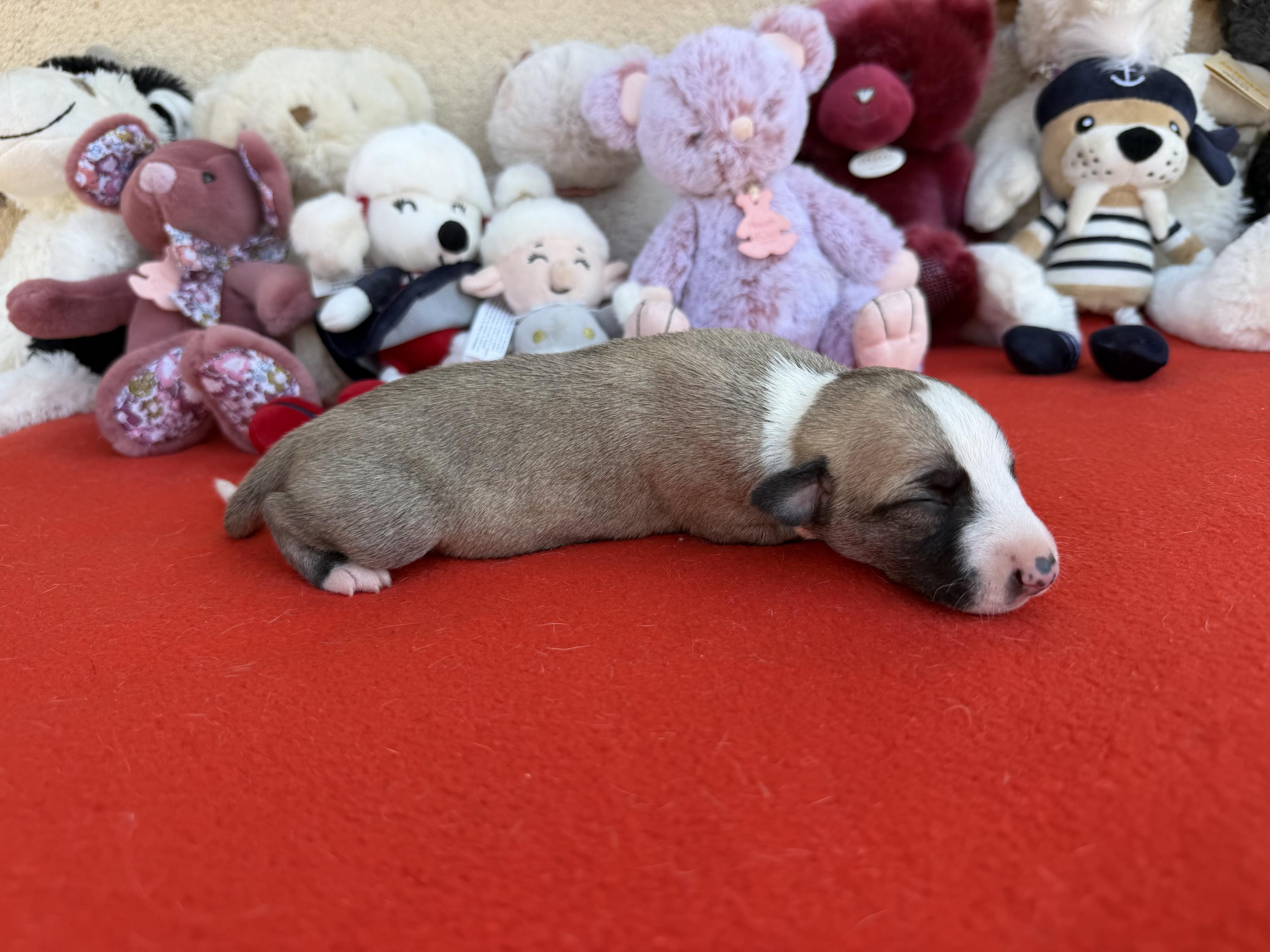 chiot disponible